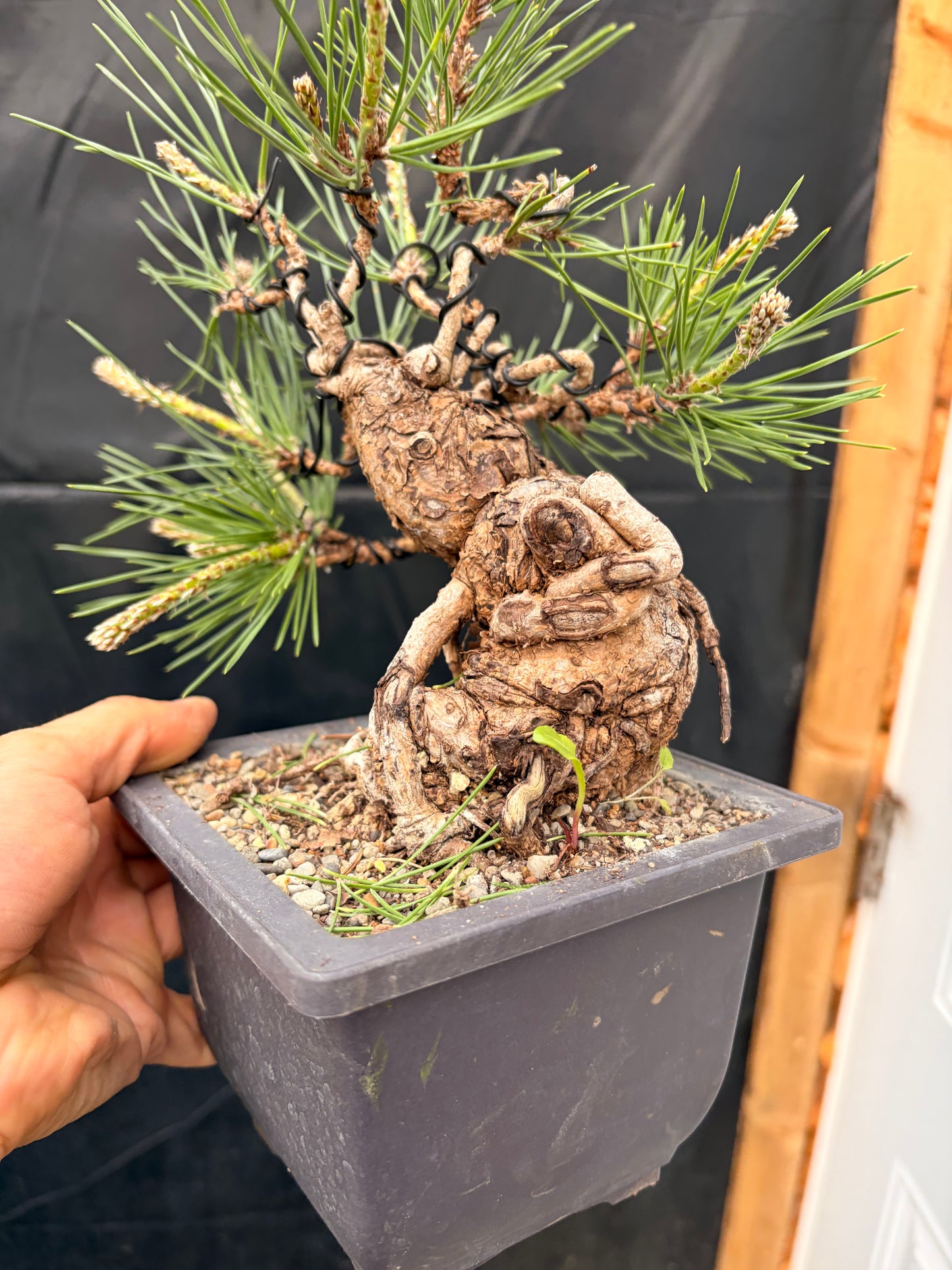 Japanese black pine exposed roots