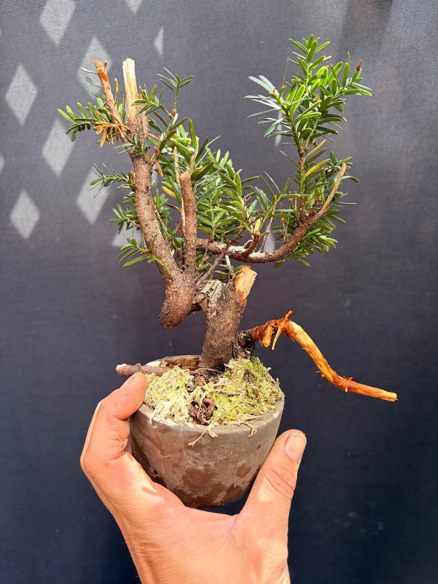 Japanese yew