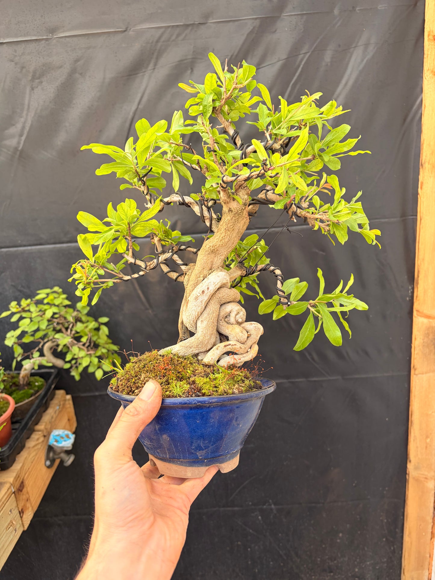 Nejikan pomegranate