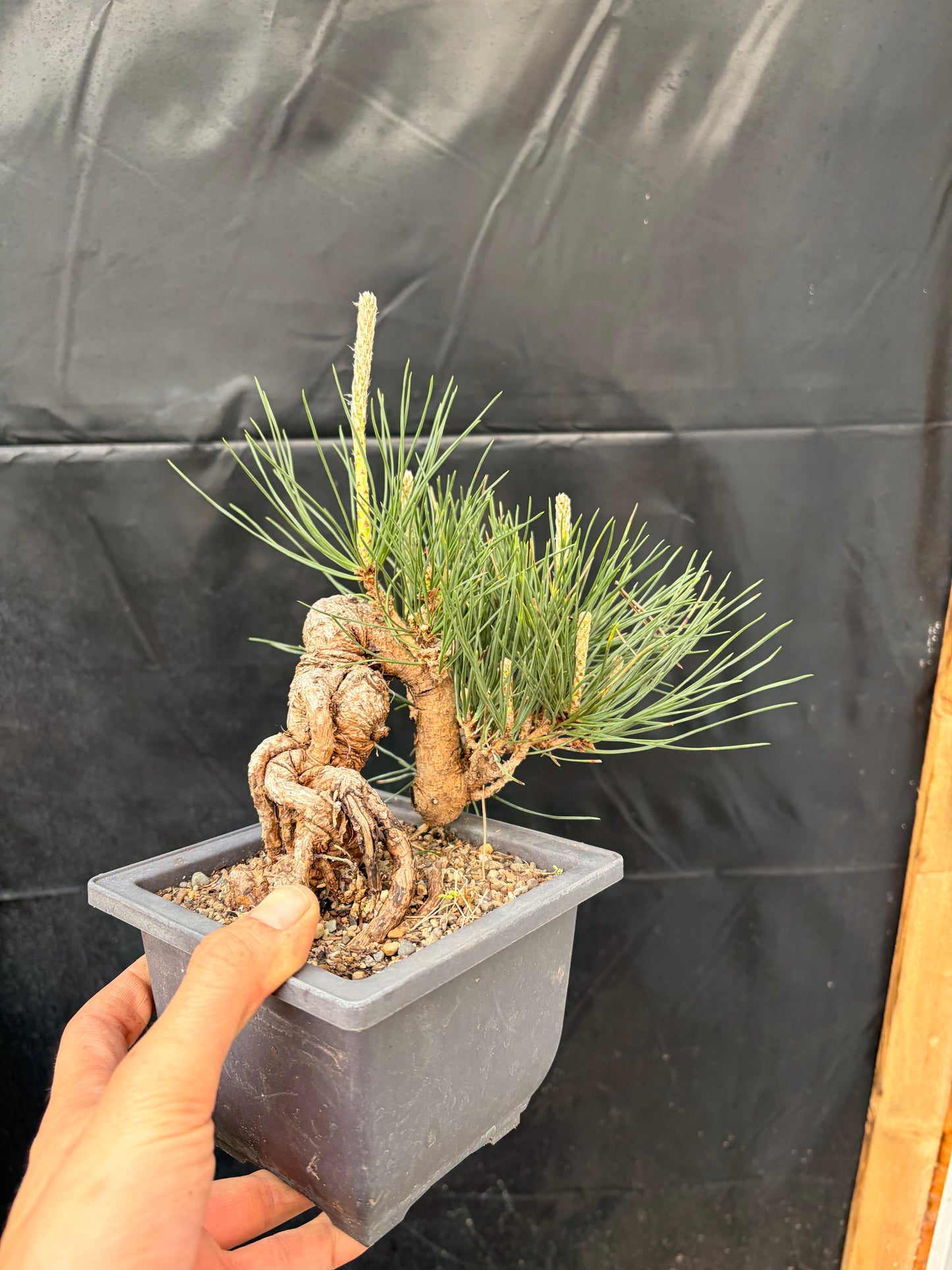 Japanese black pine