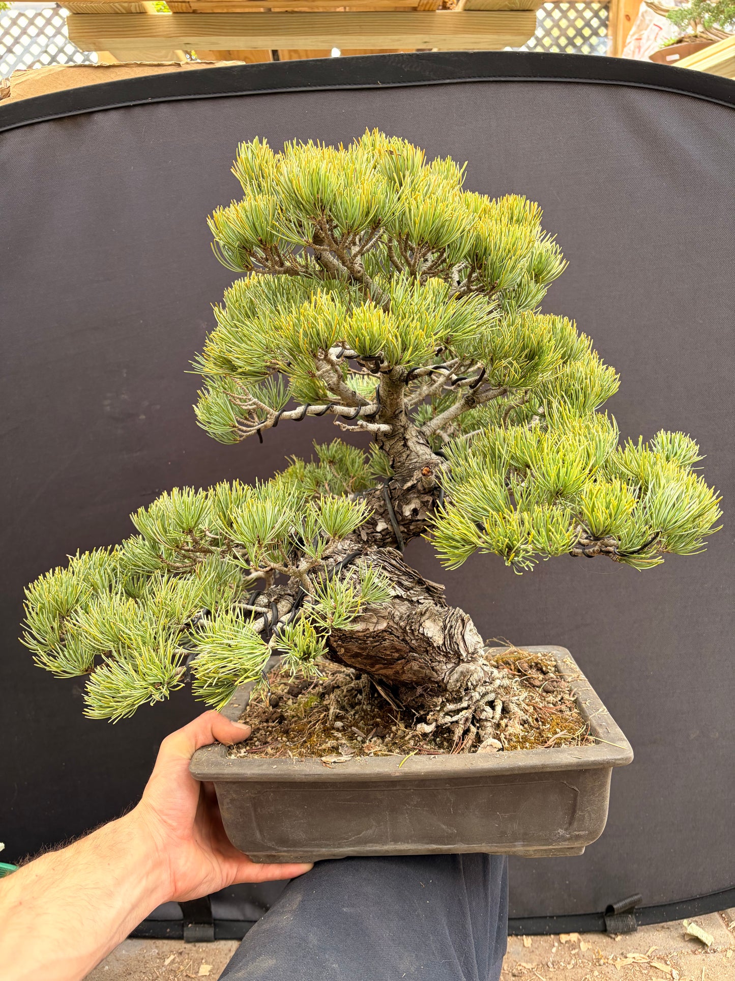 Japanese 5 needle pine