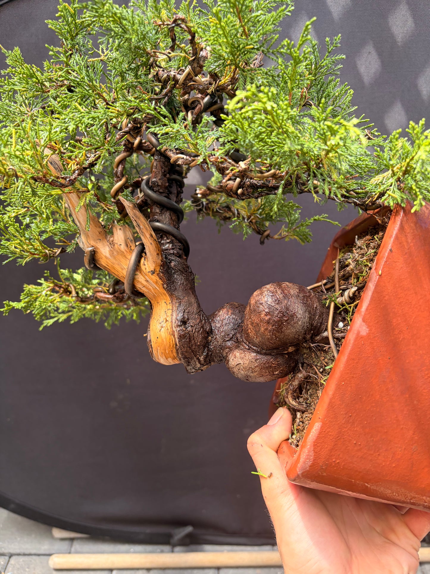 Shimpaku juniper itoigawa