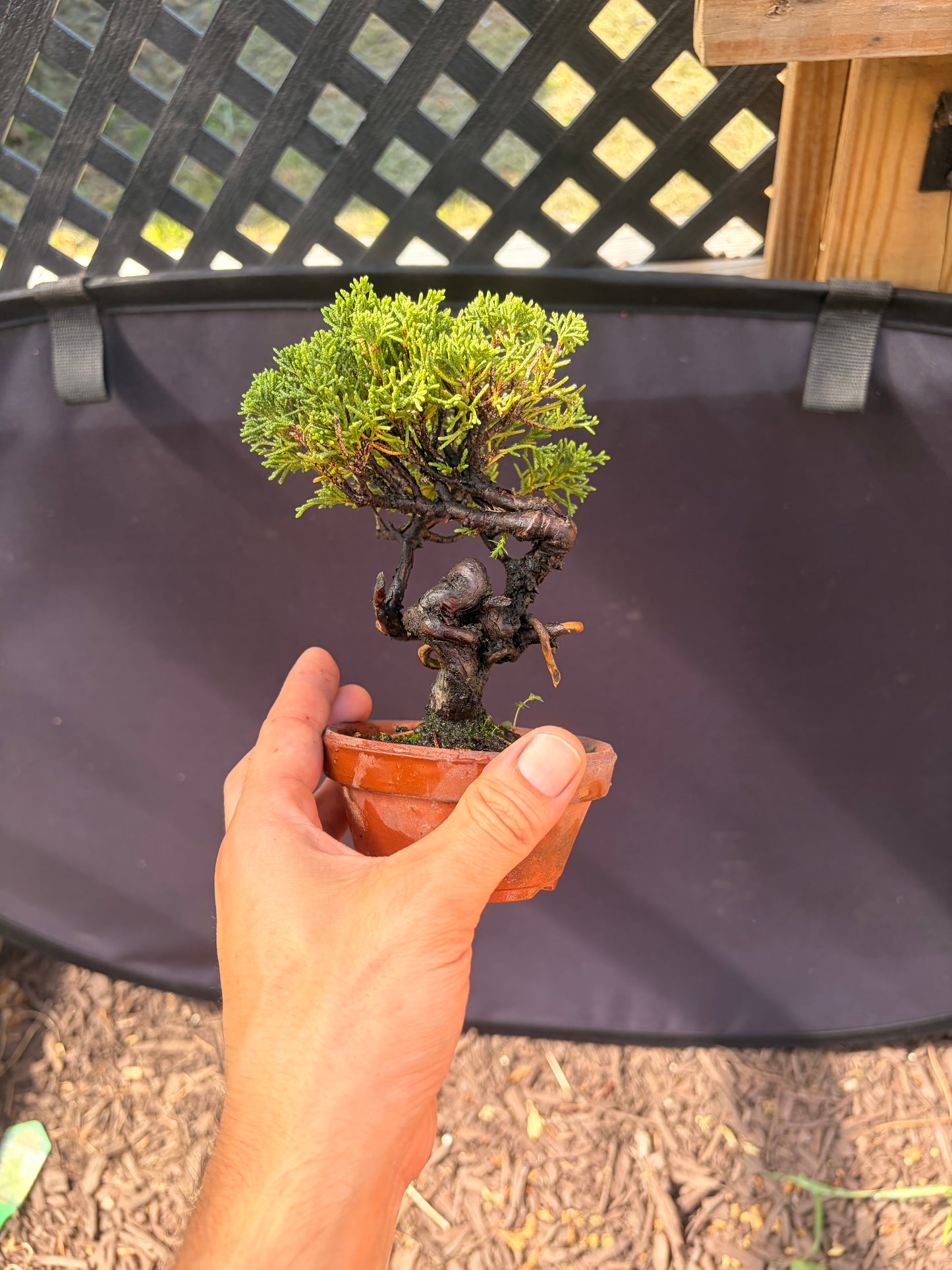 Shimpaku juniper