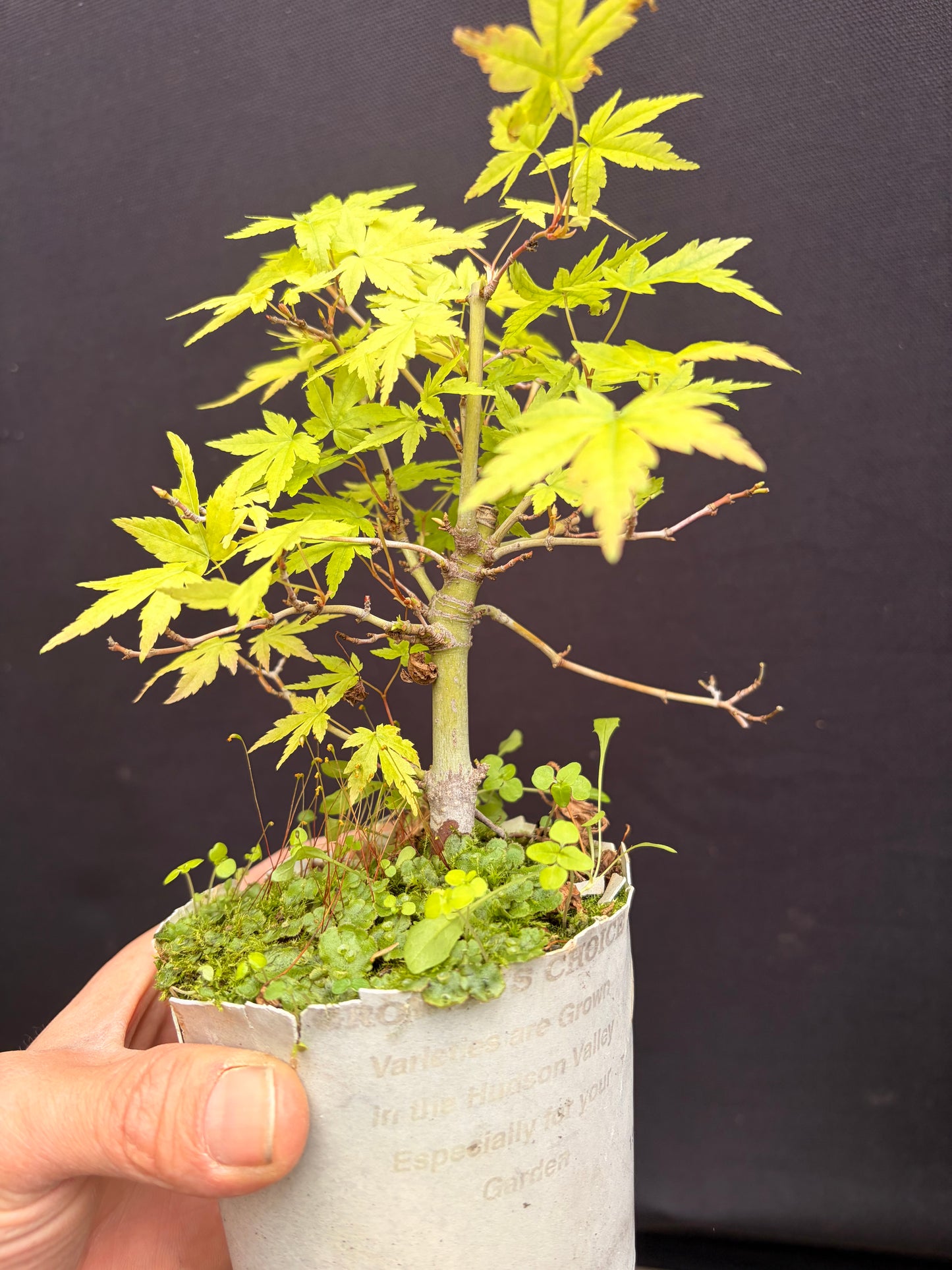 Small leaf Japanese maple cultivar