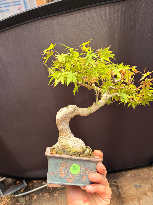 Japanese maple