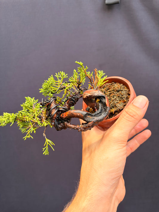 Shimpaku juniper