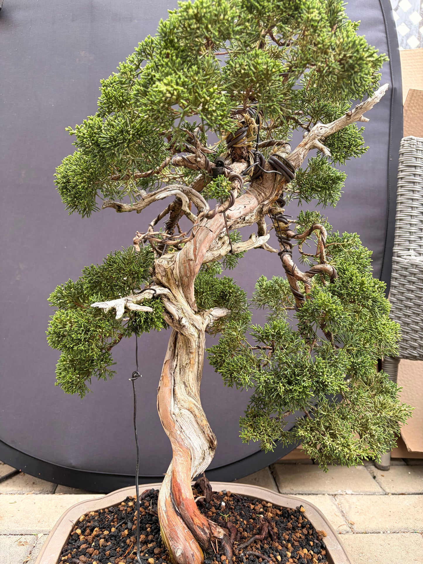Shimpaku juniper Kishu