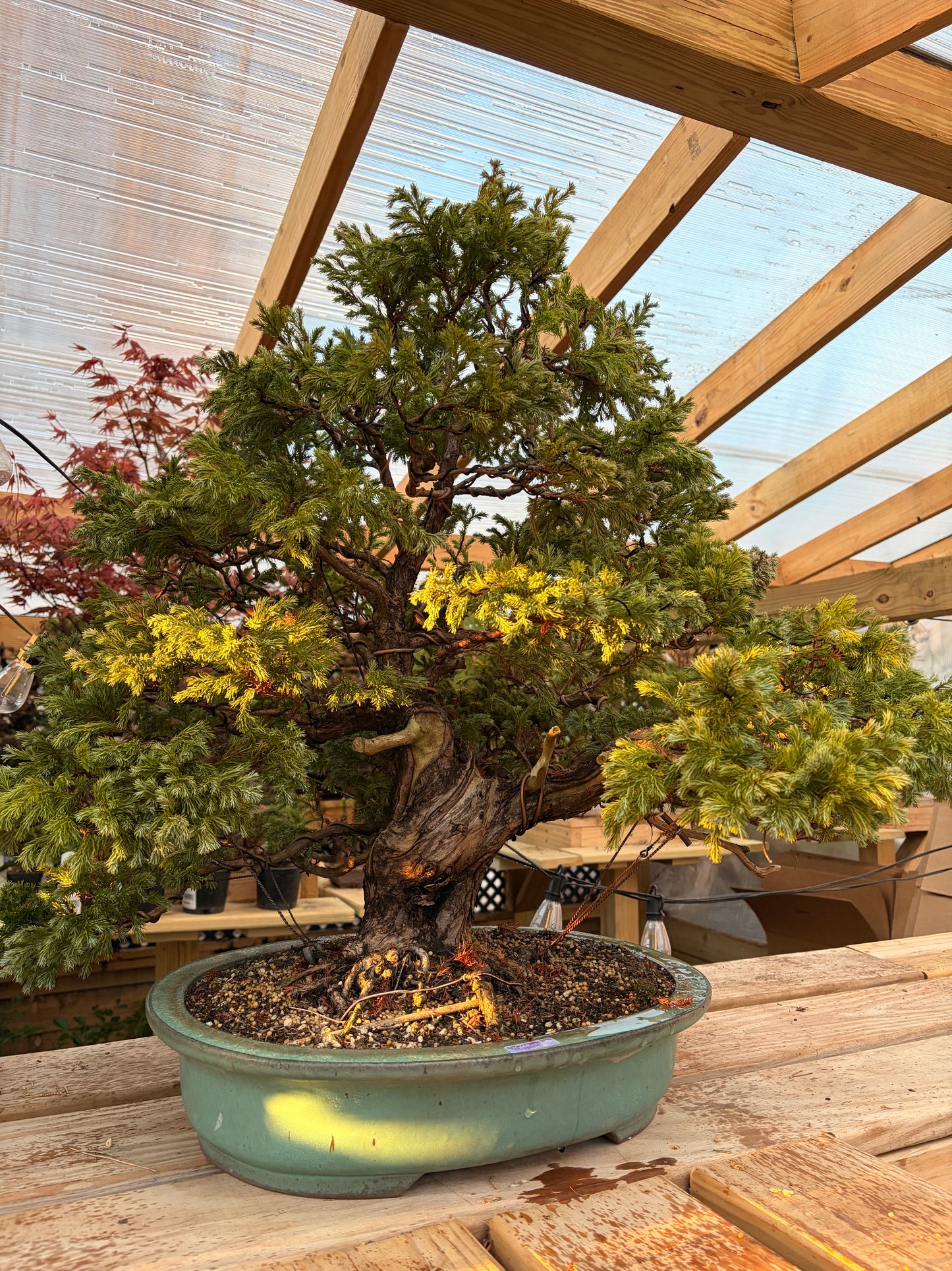 Sawara cypress
