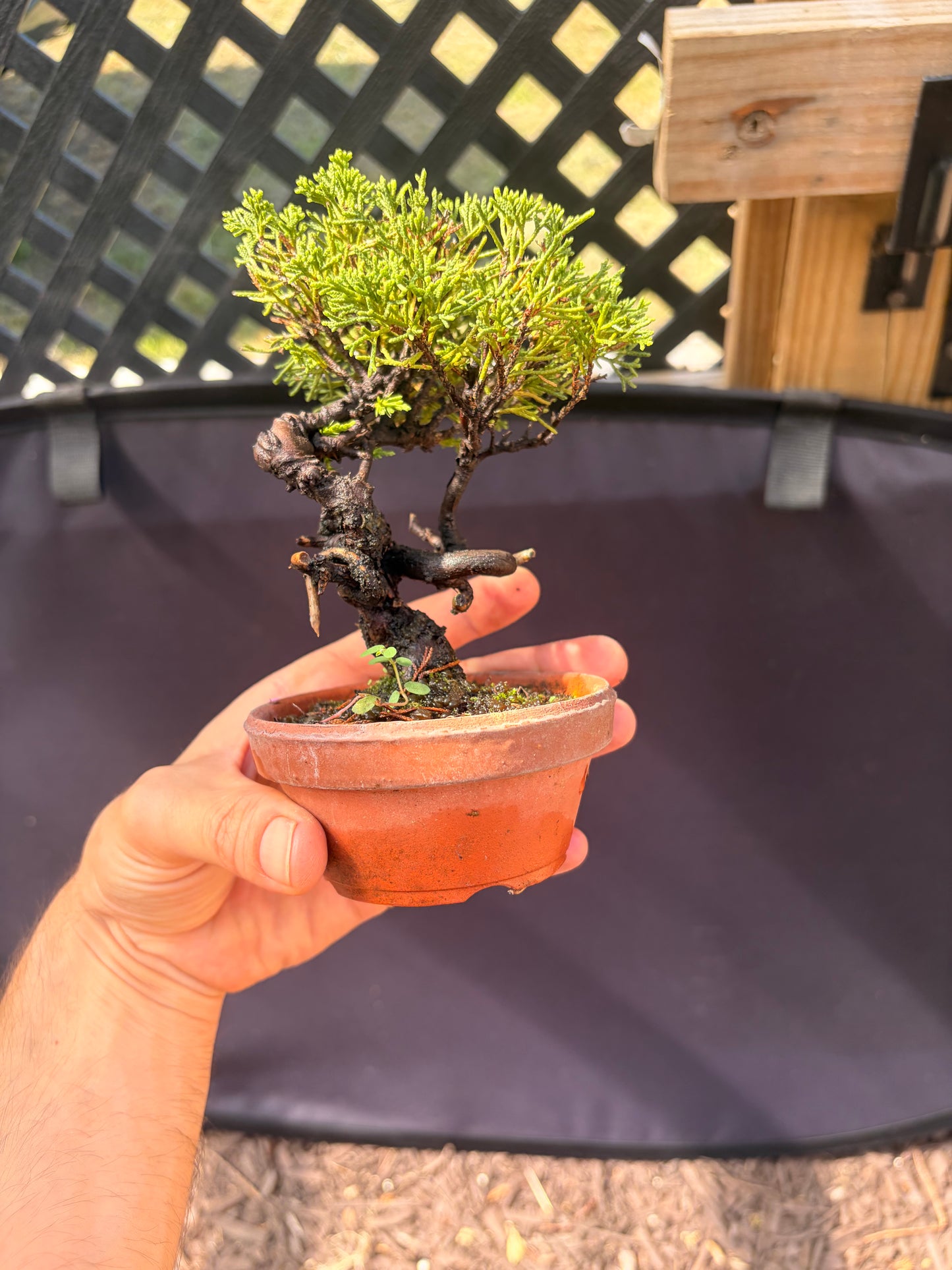 Shimpaku juniper