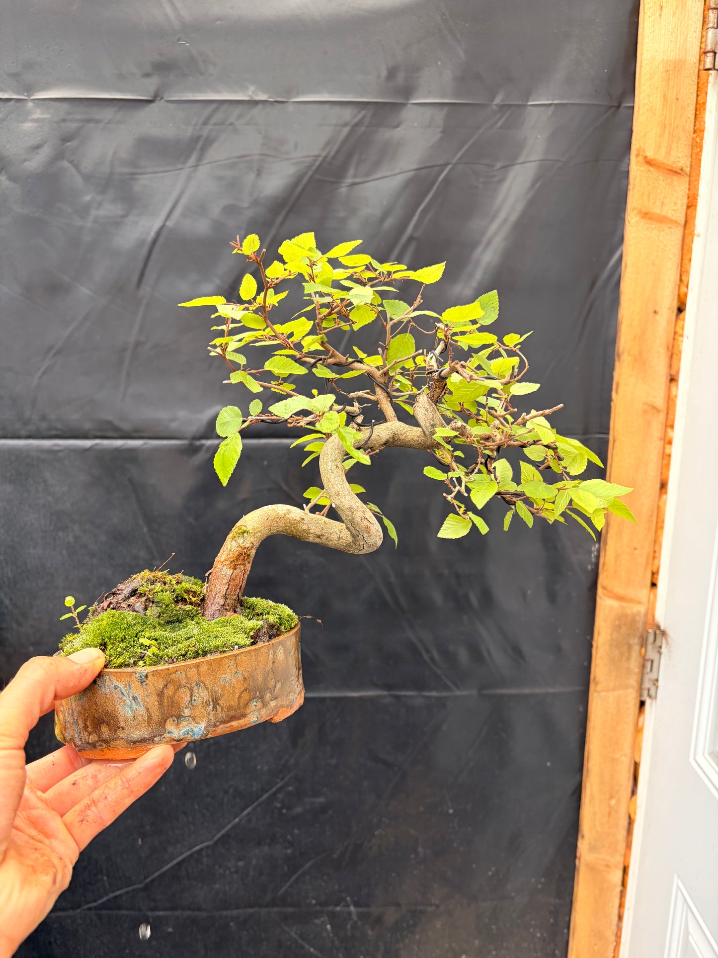 Korean hornbeam