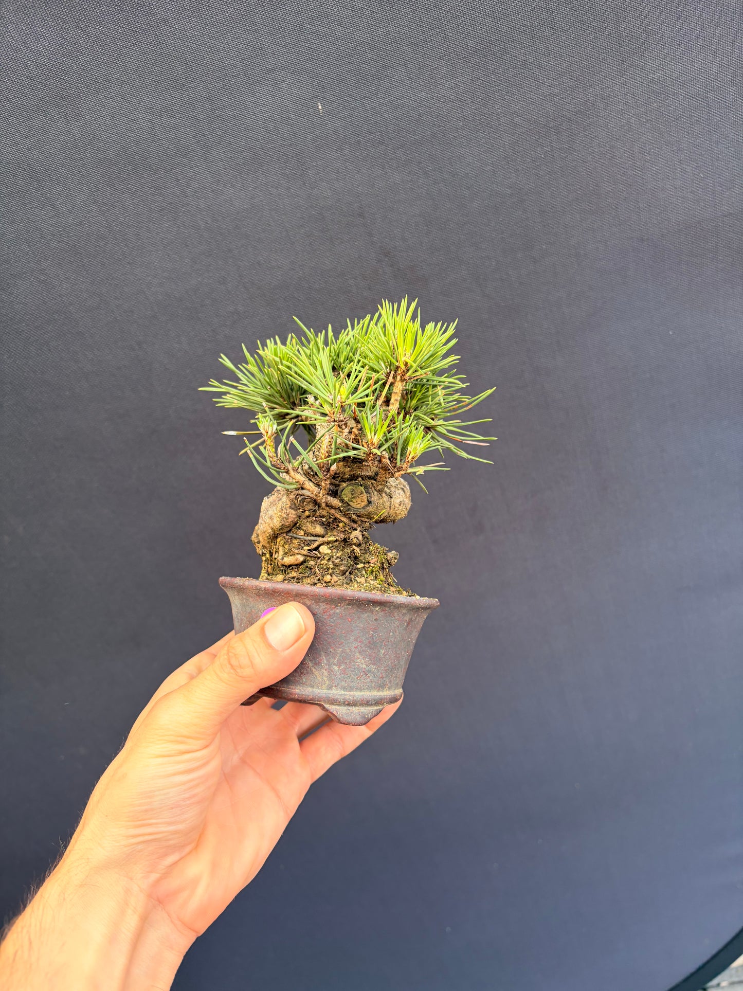 Japanese black pine