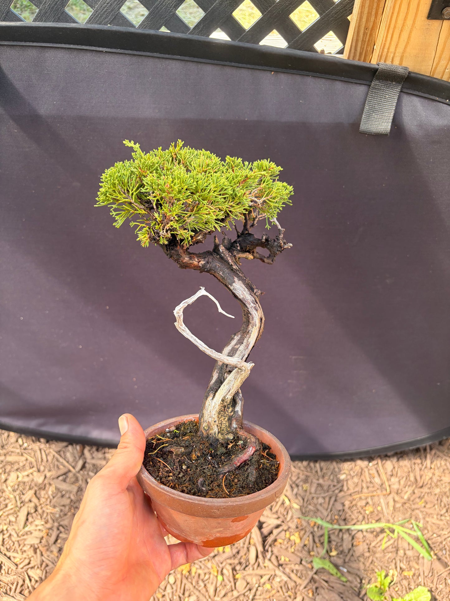 Shimpaku juniper