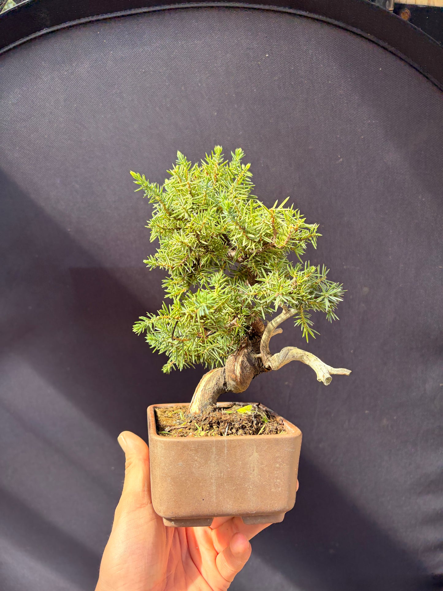 Dwarf Tosho needle juniper