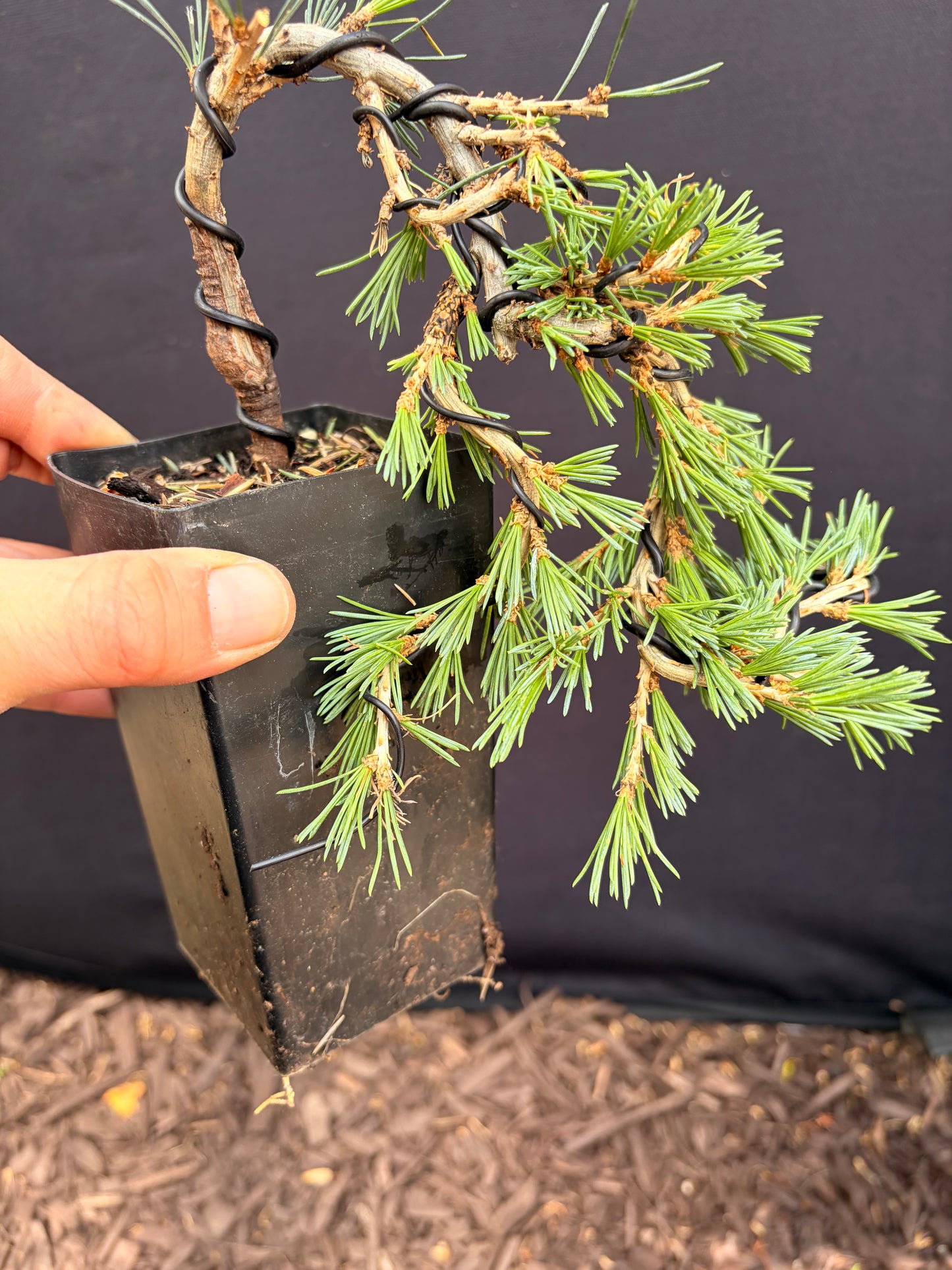 Blue atlas cedar dwarf