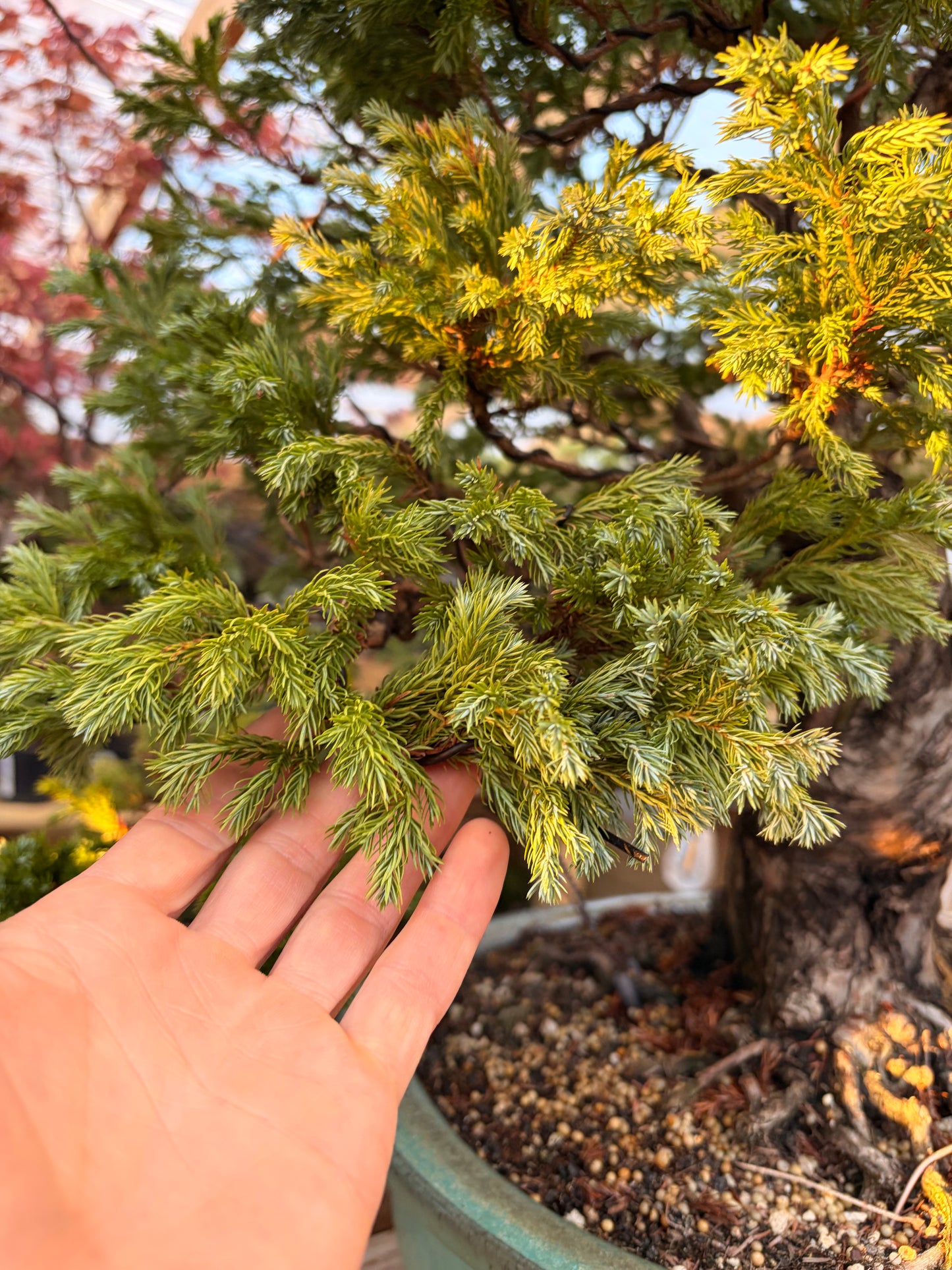 Sawara cypress