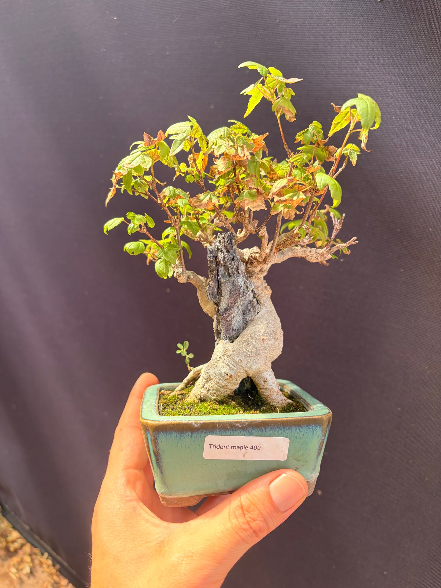 Trident maple