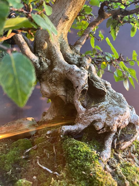 Korean hornbeam with financing