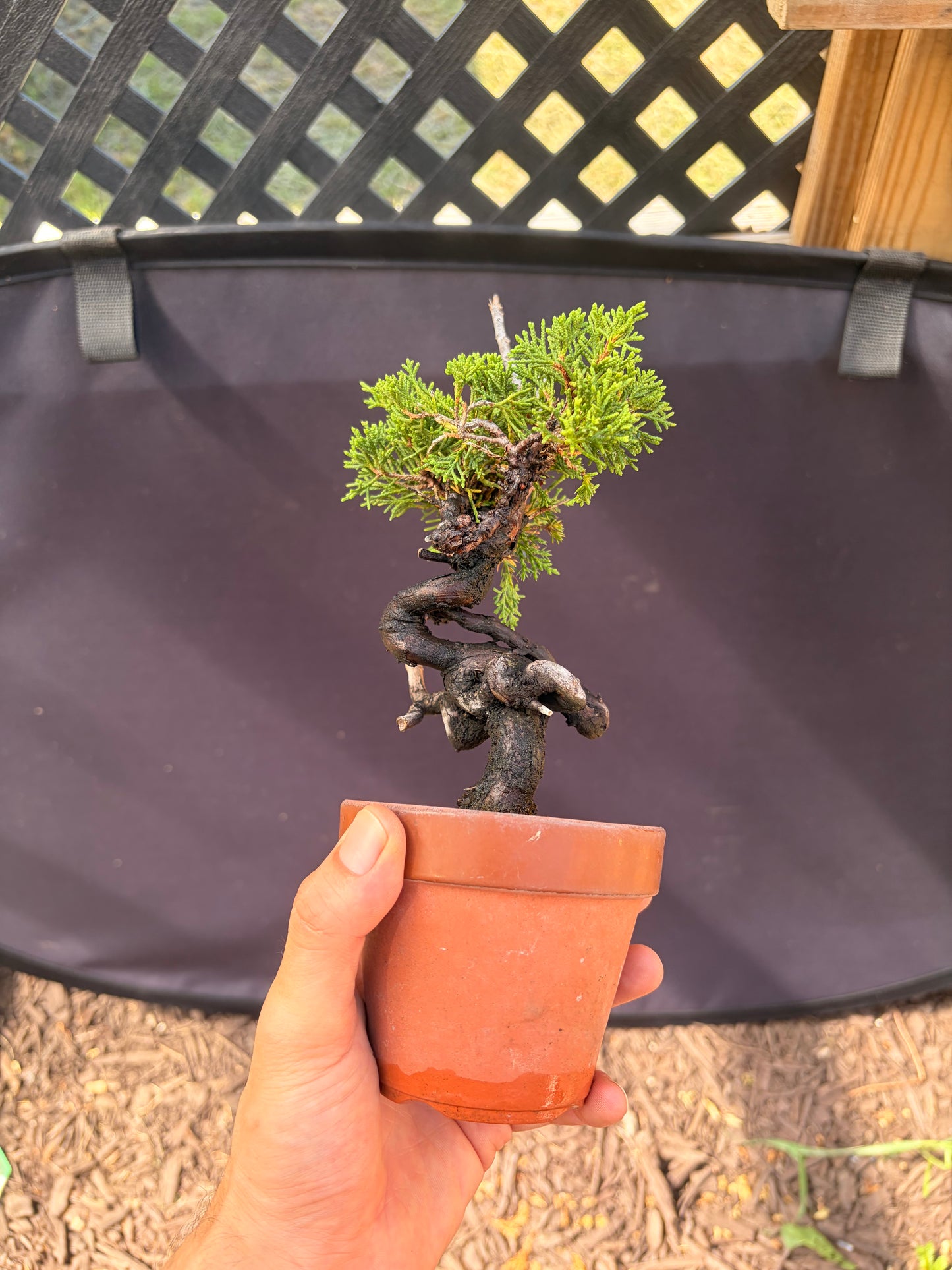 Shimpaku juniper