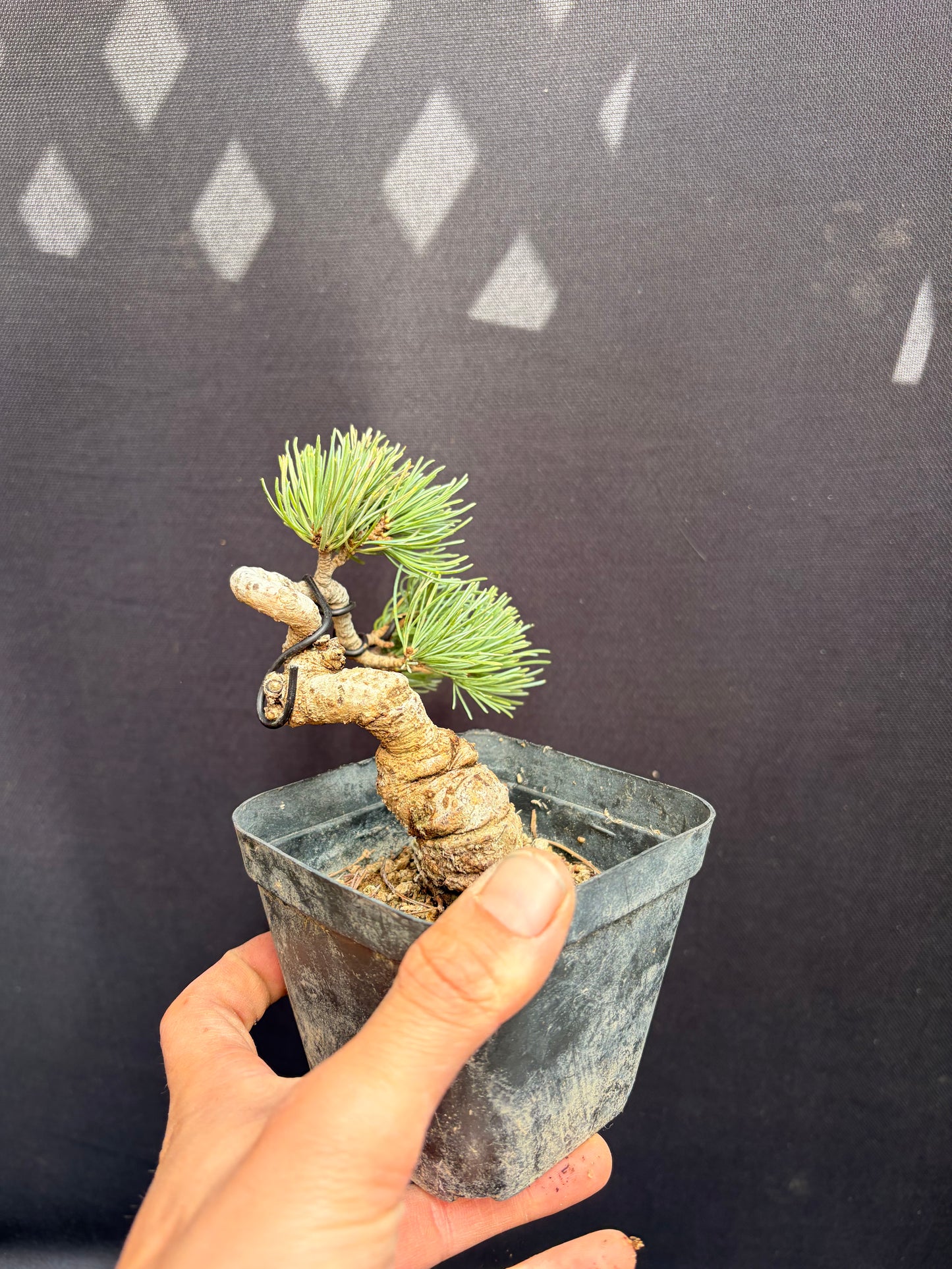 White pine on black pine