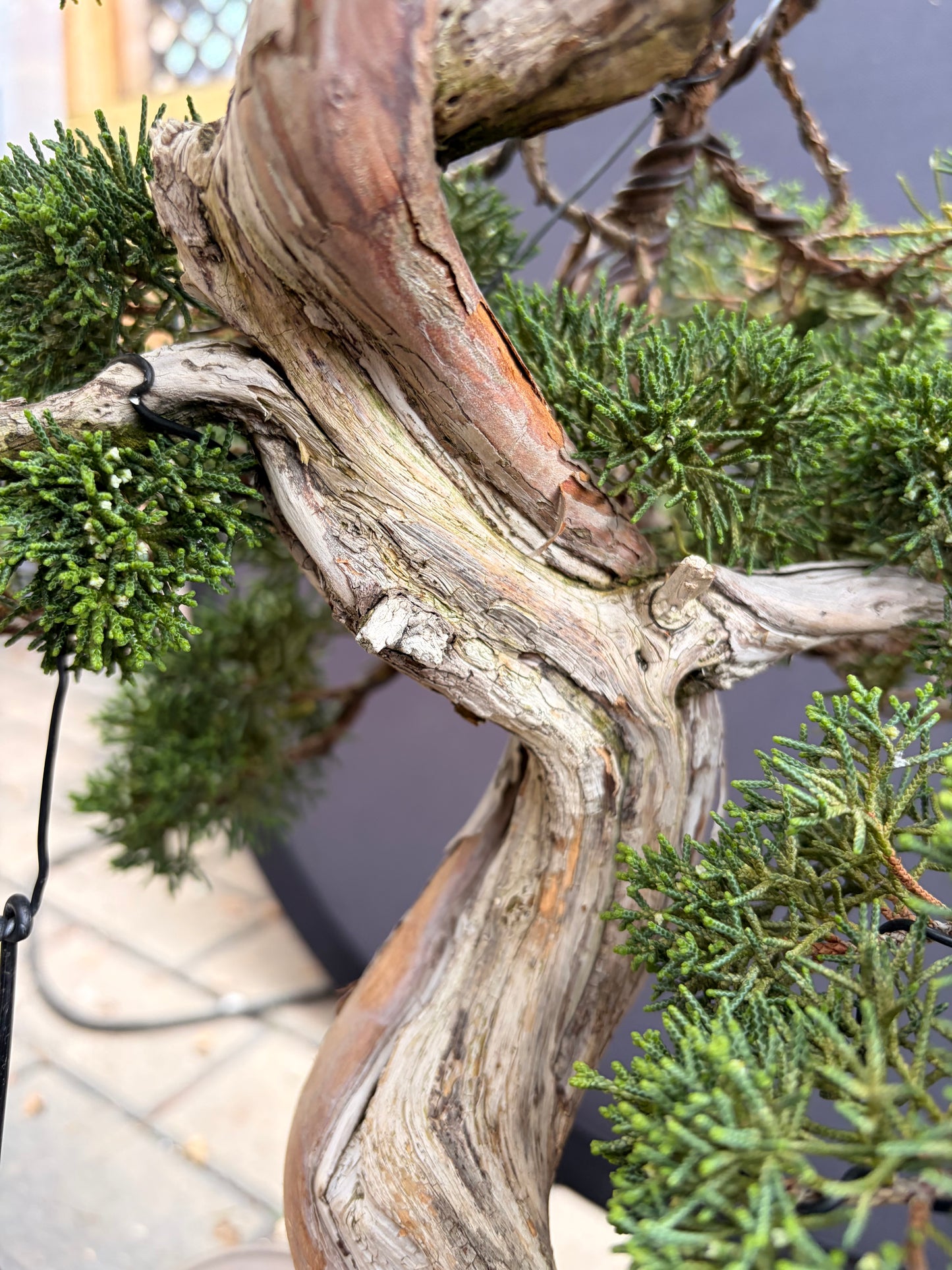 Shimpaku juniper Kishu