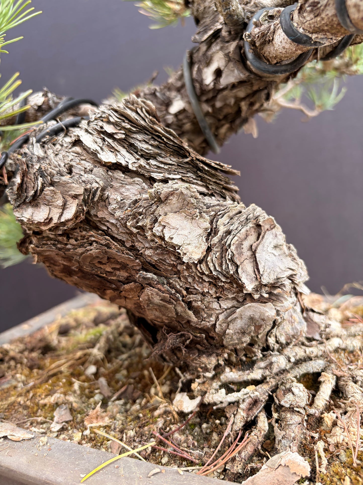 Japanese 5 needle pine