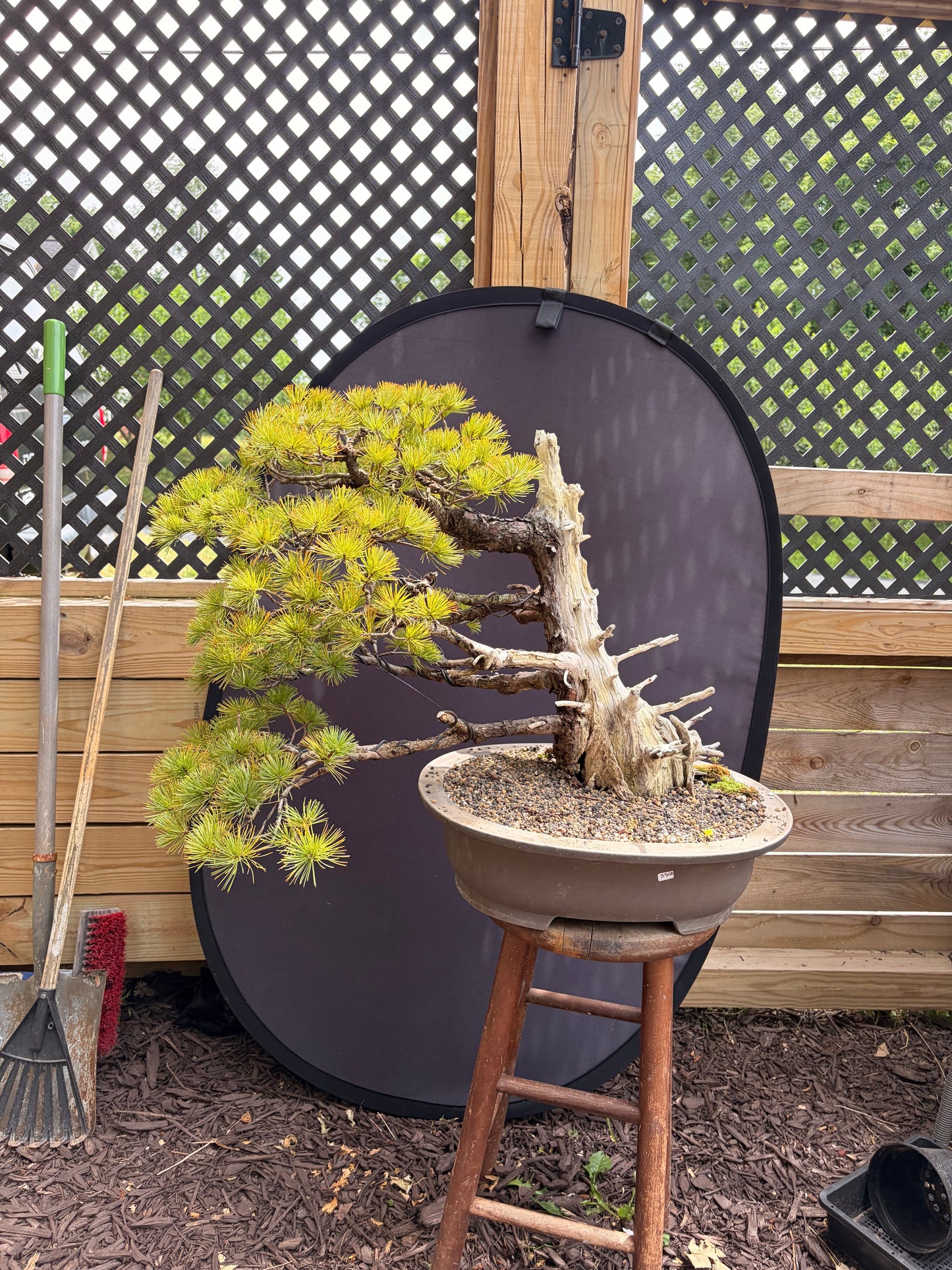 Japanese white pine ungrafted