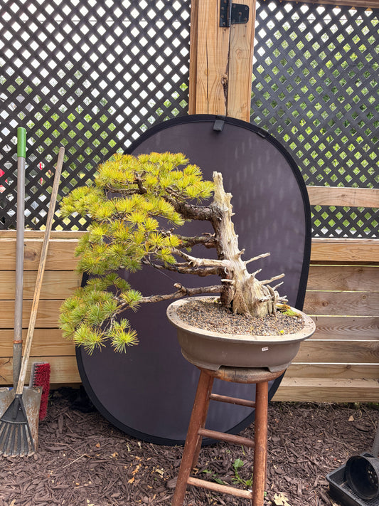 Japanese white pine ungrafted