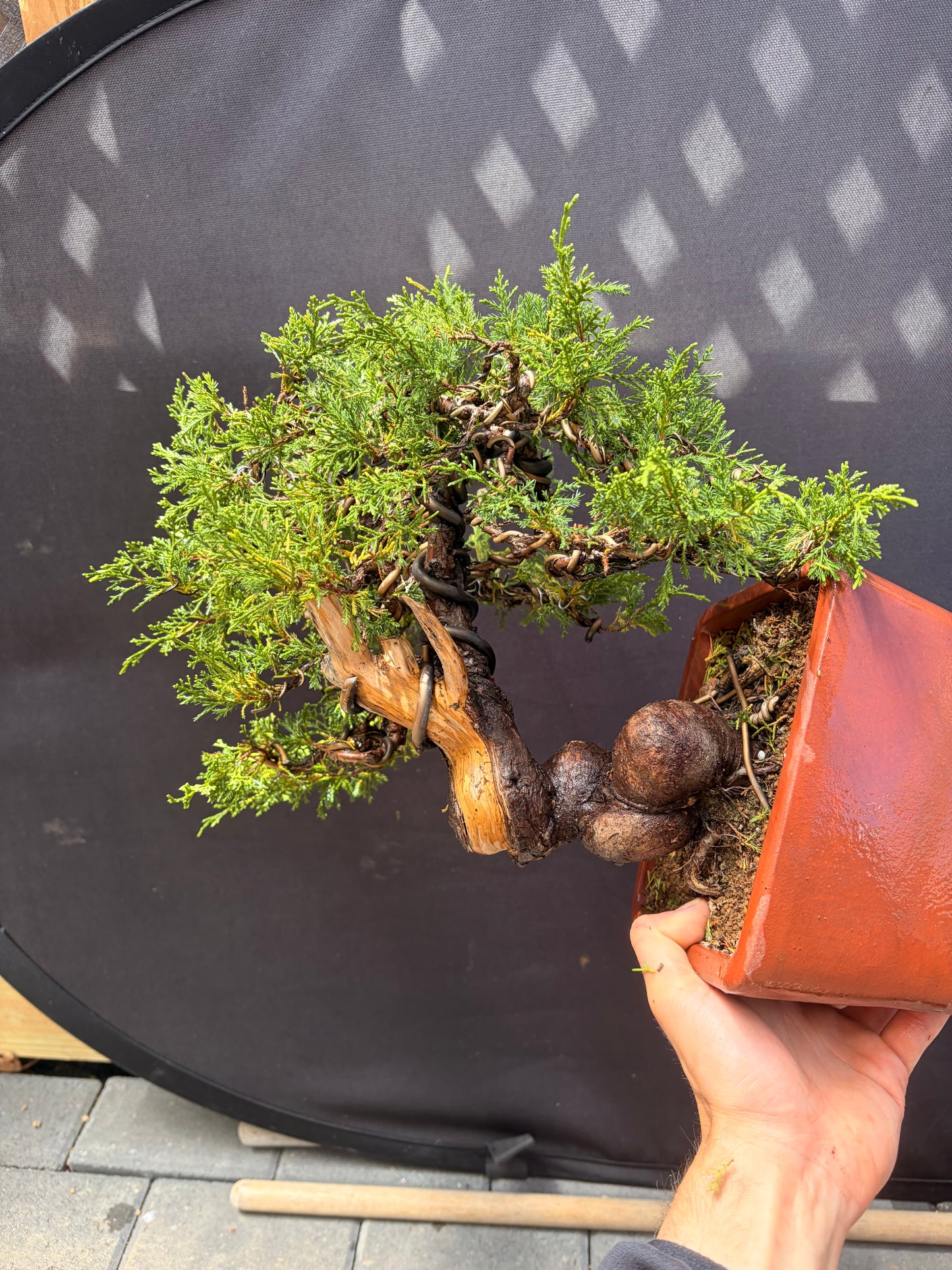 Shimpaku juniper itoigawa