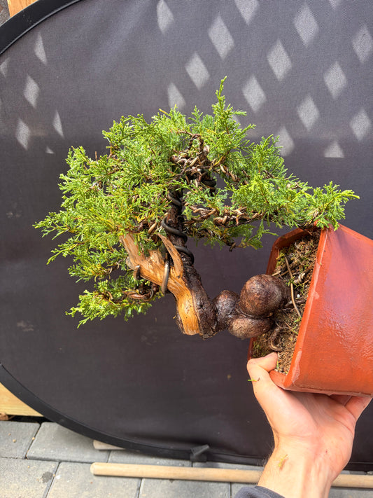 Shimpaku juniper itoigawa