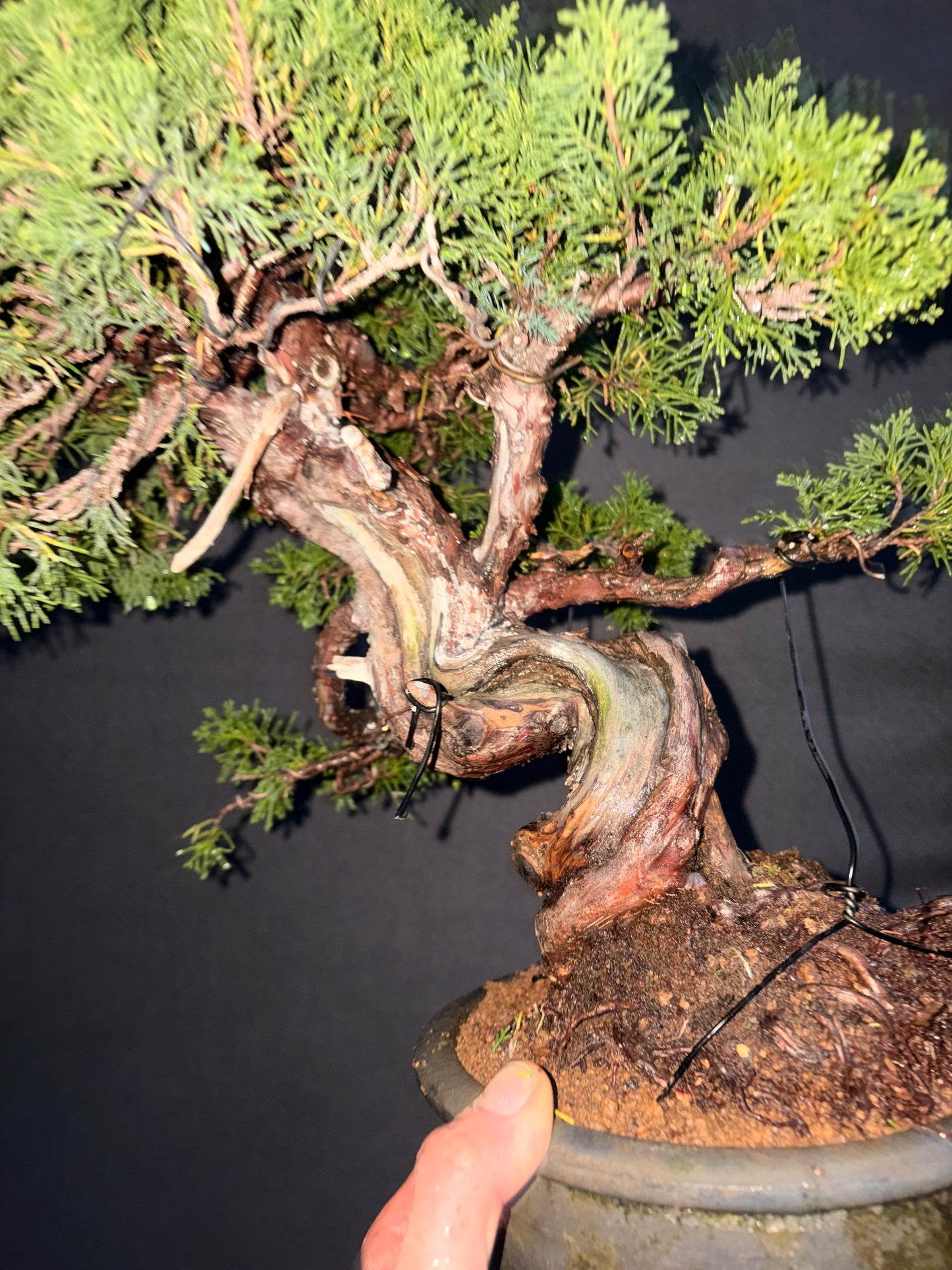 Shimpaku juniper itoigawa