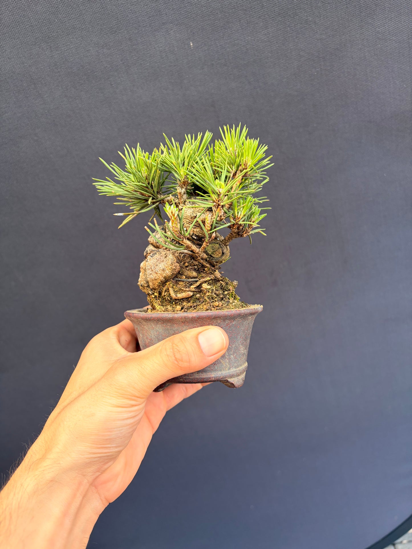 Japanese black pine