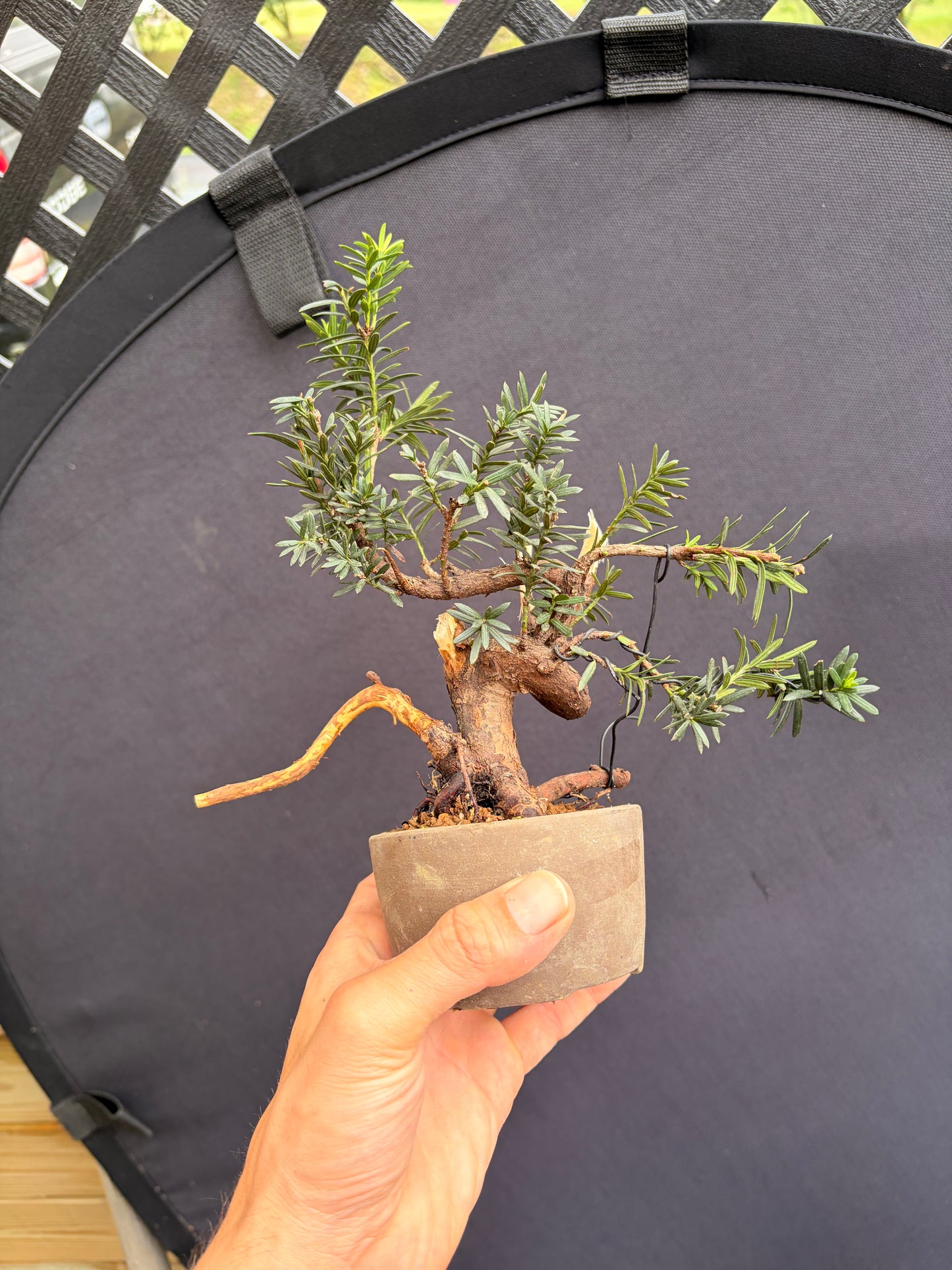 Japanese yew