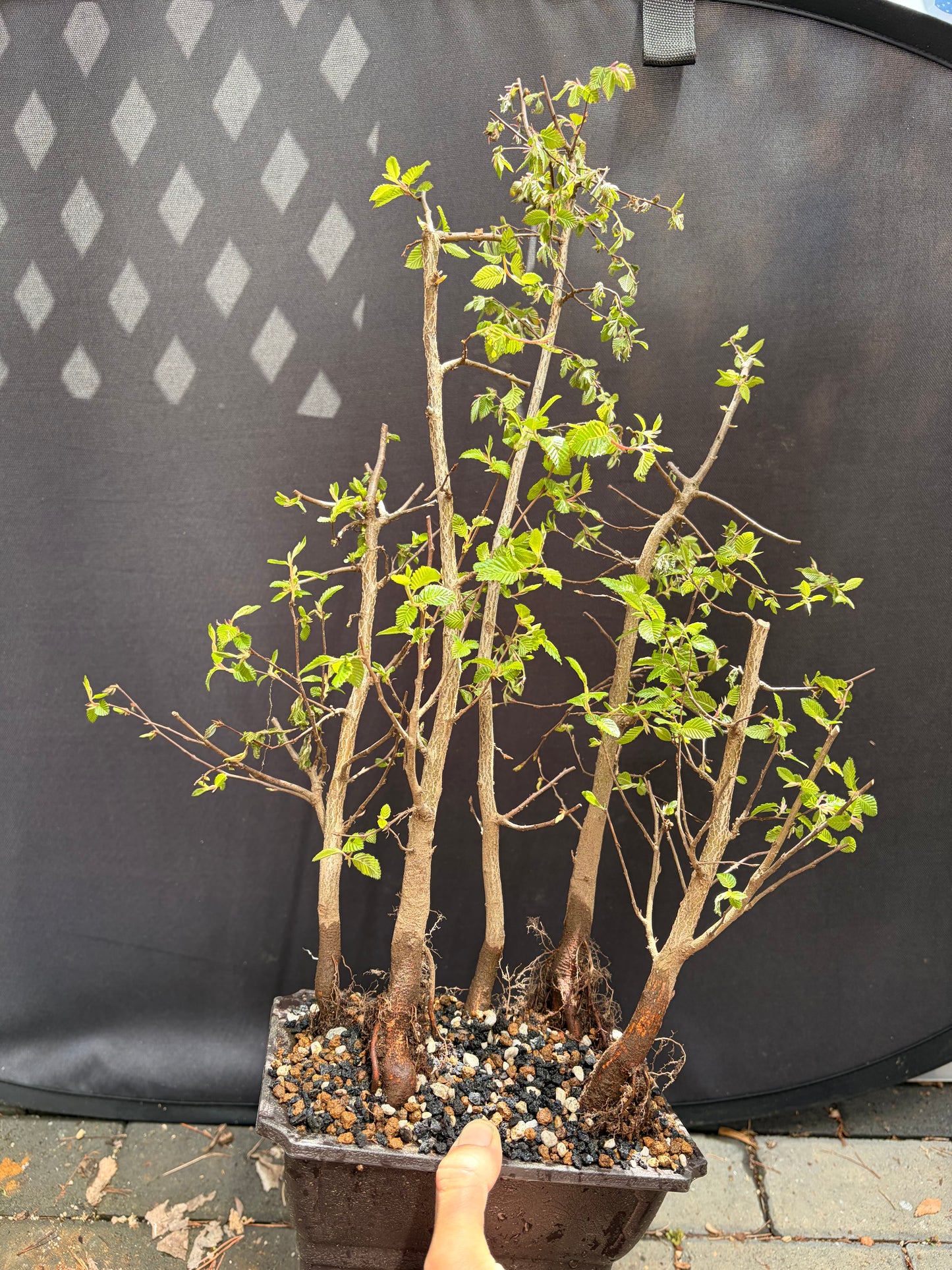 Korean hornbeam forest