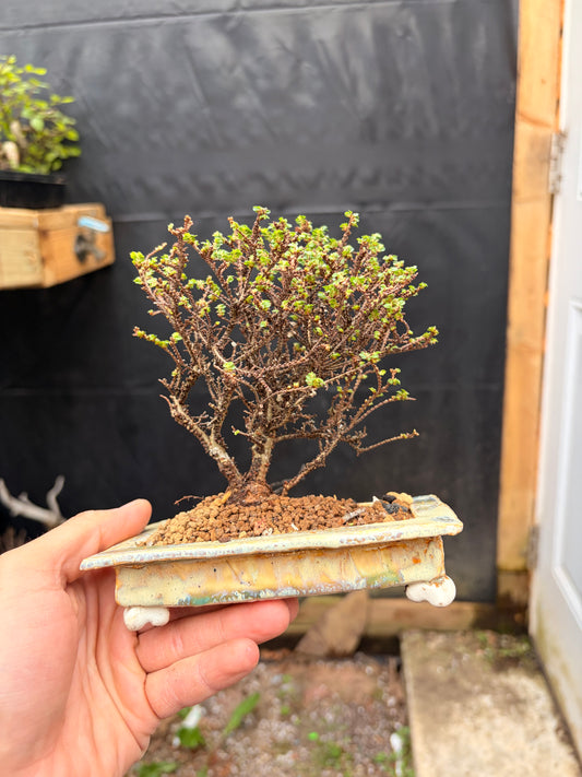 Hokkaido elm