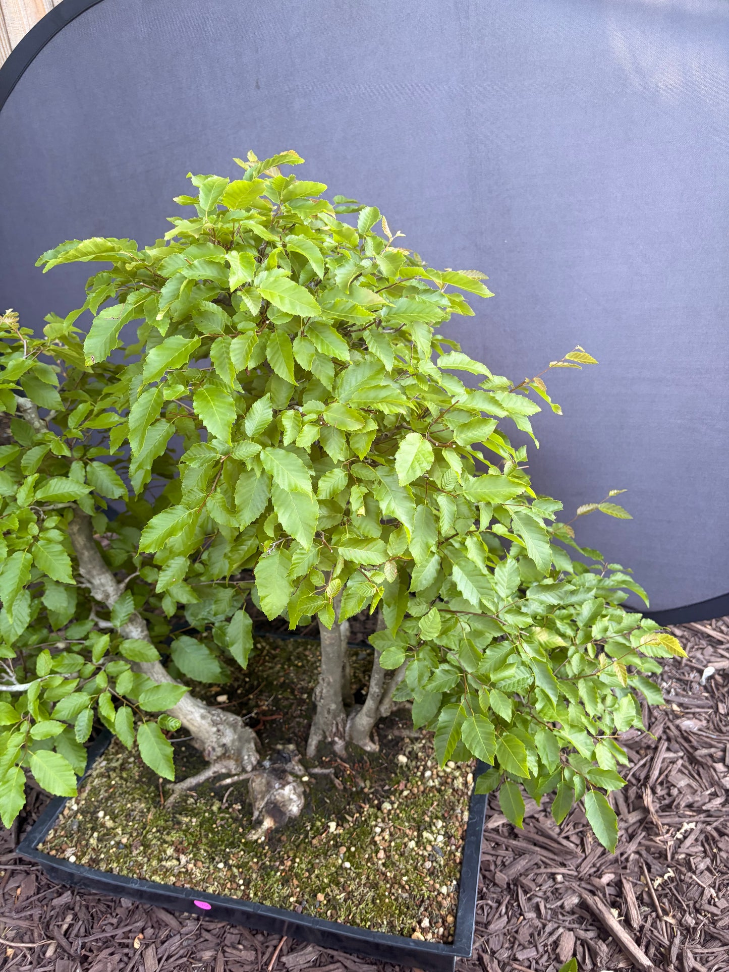 American horbeam clump