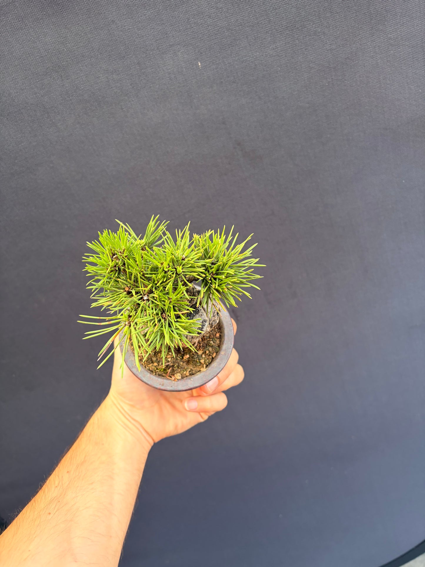 Japanese black pine