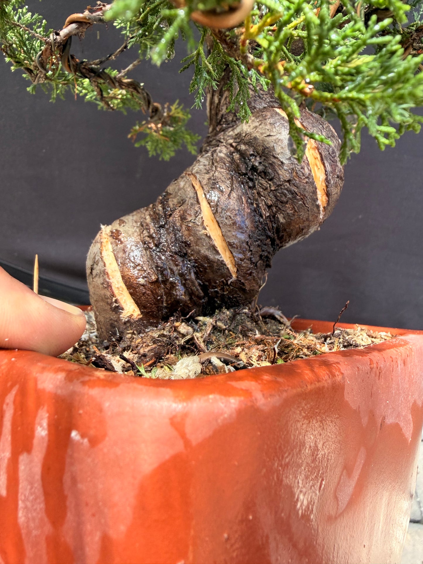 Shimpaku juniper itoigawa