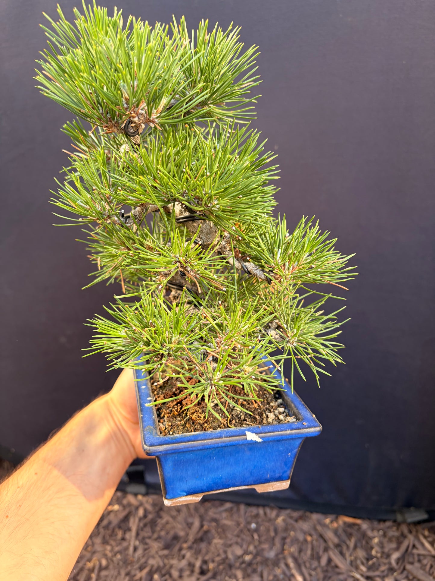 Japanese black pine