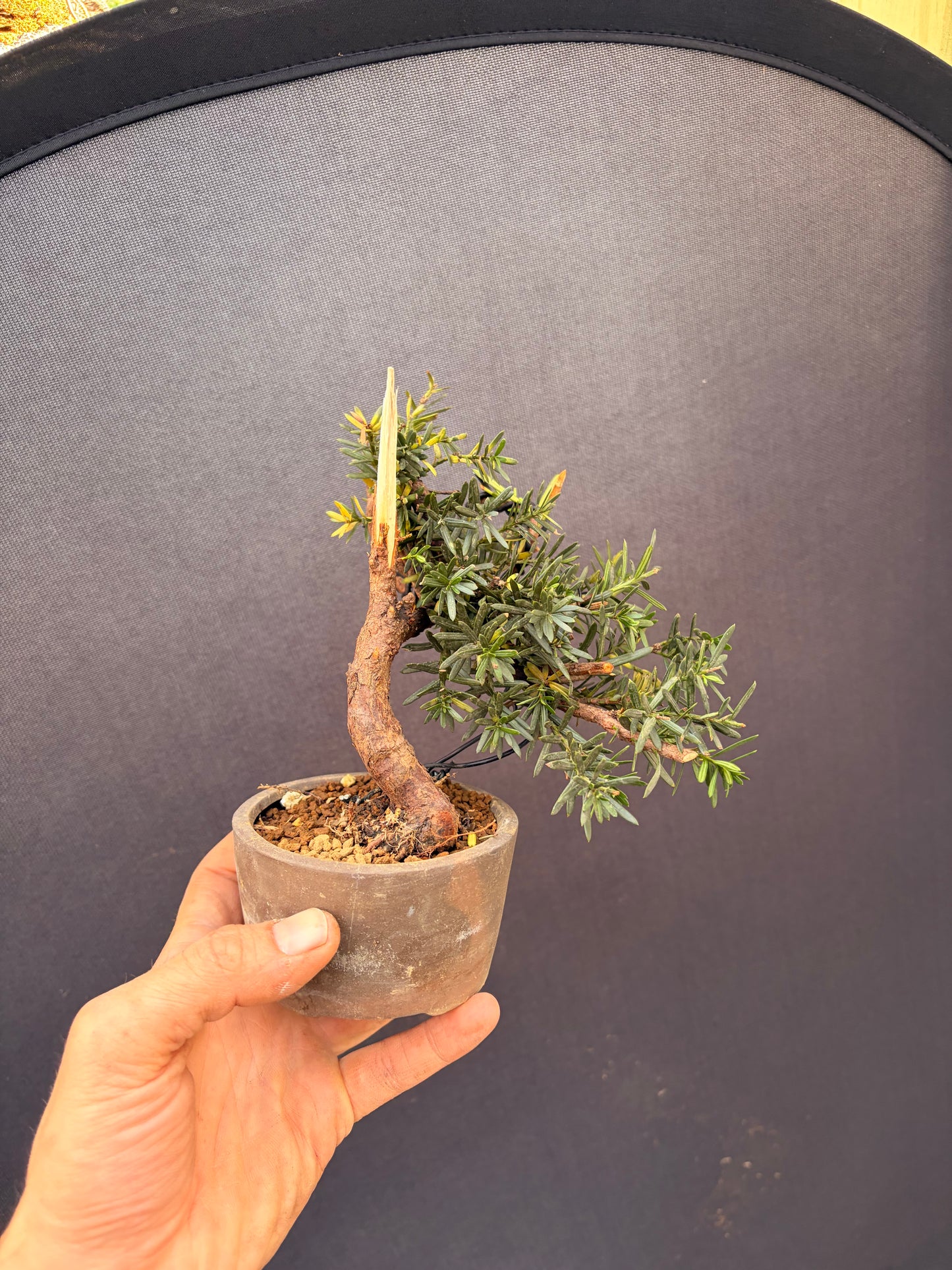 Japanese yew