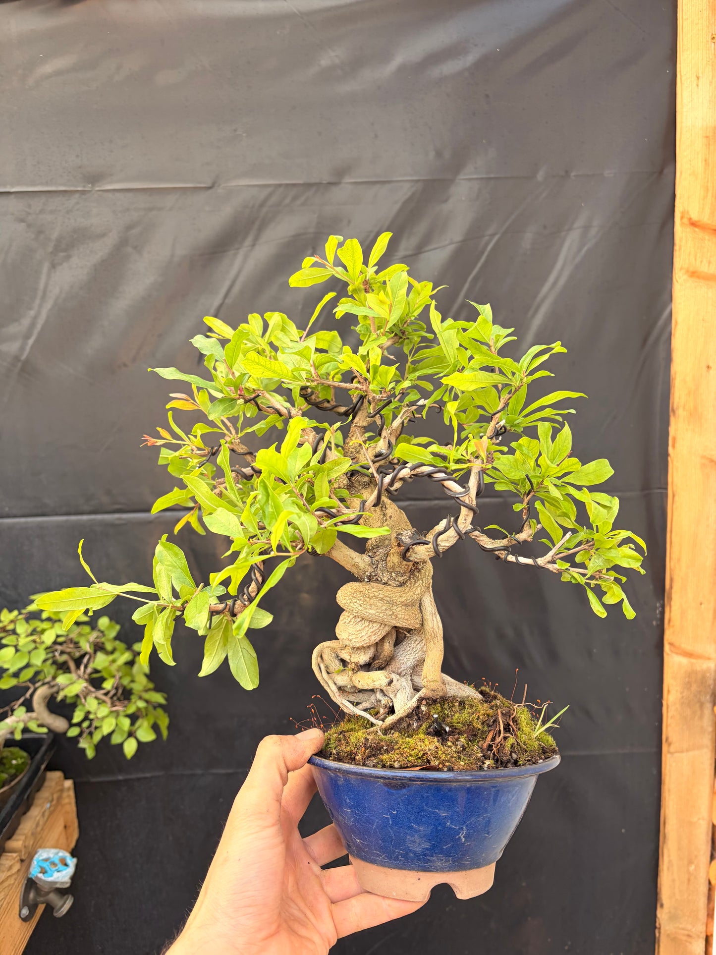 Nejikan pomegranate