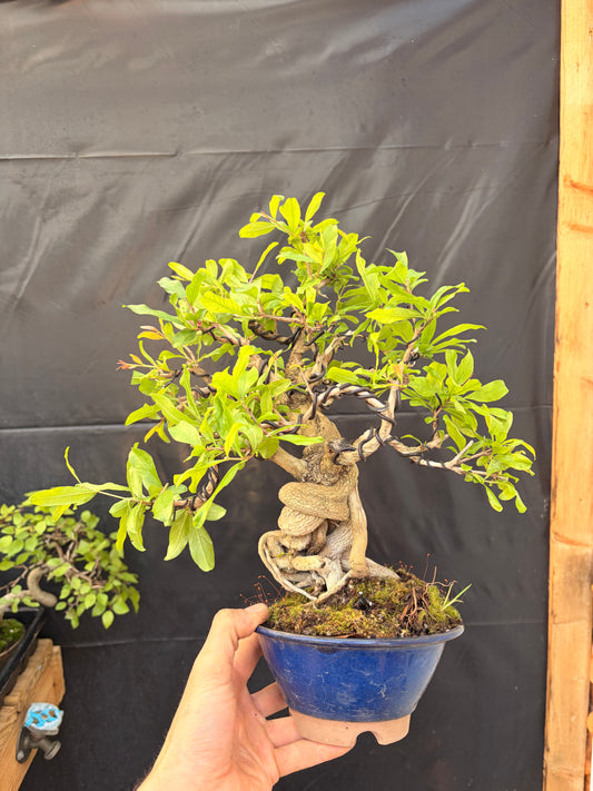 Nejikan pomegranate