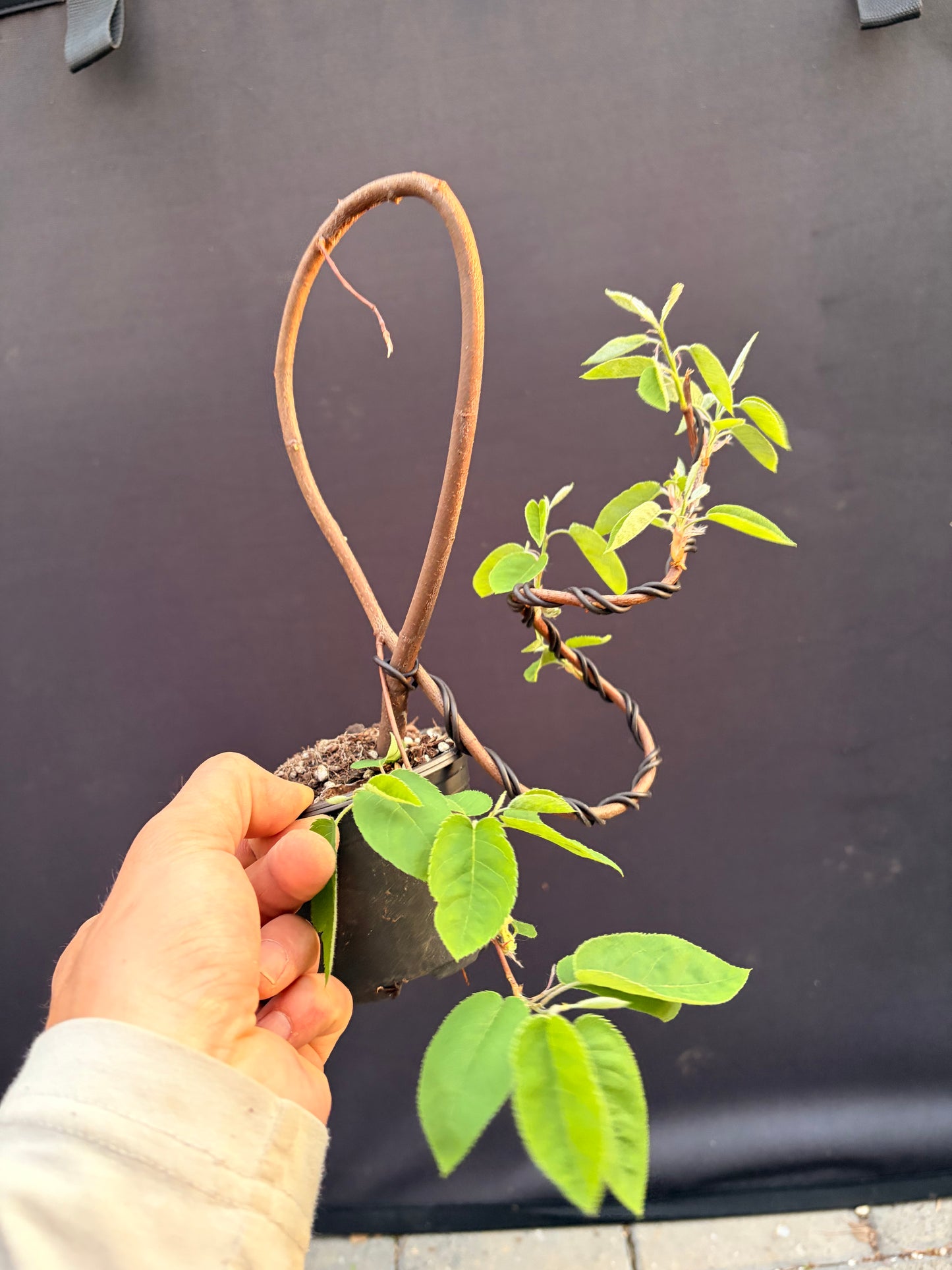 Small leaf serviceberry