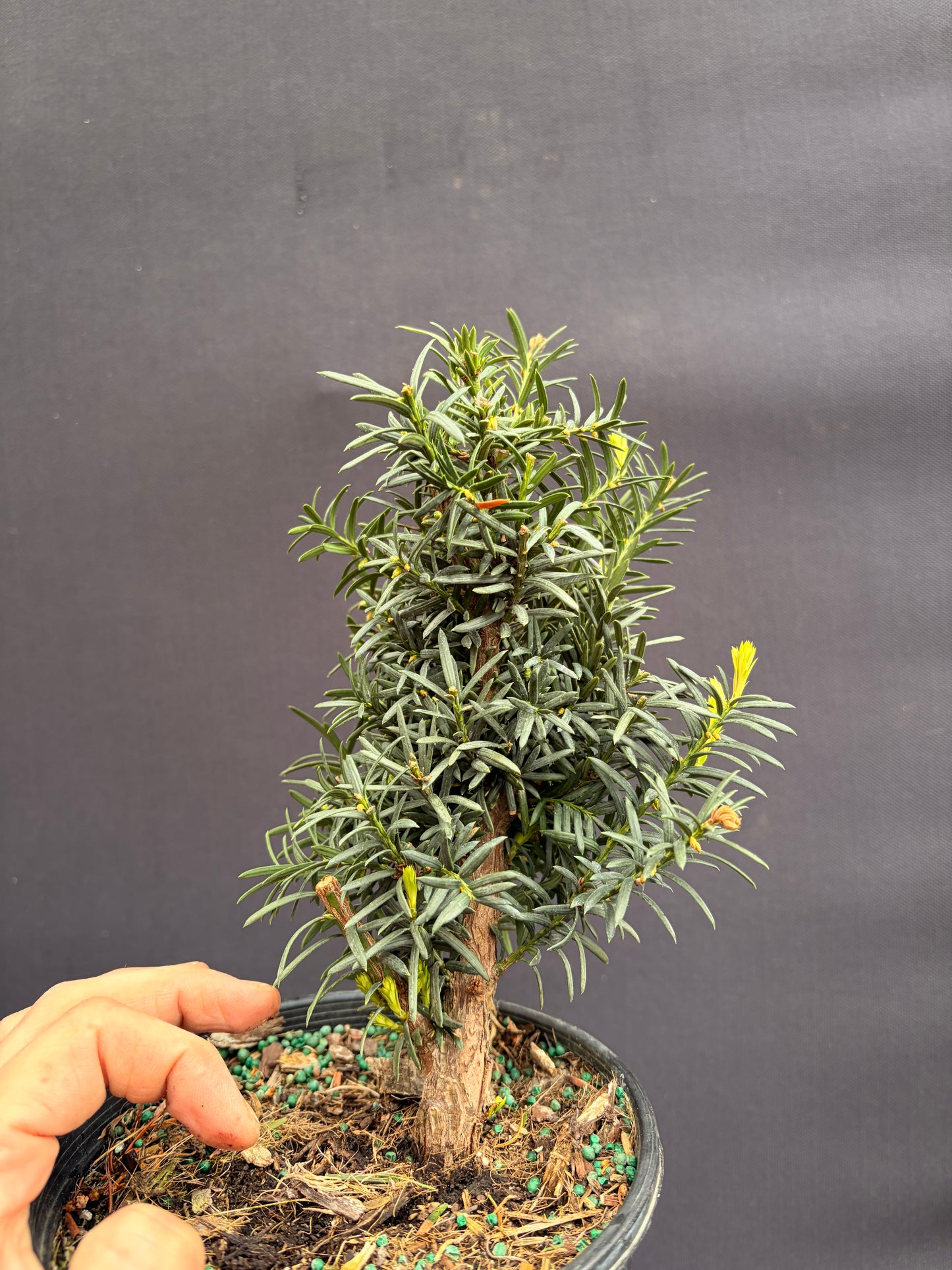 Yew