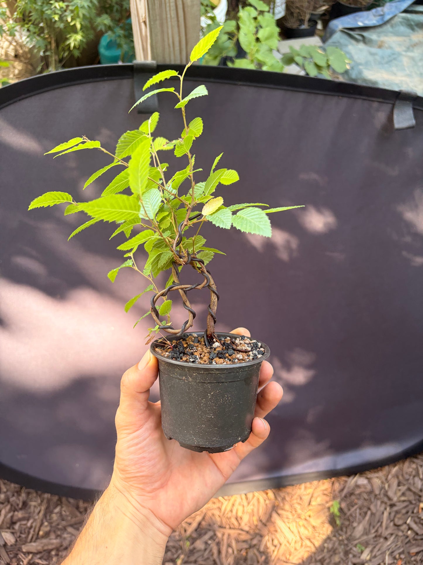 Korean hornbeam