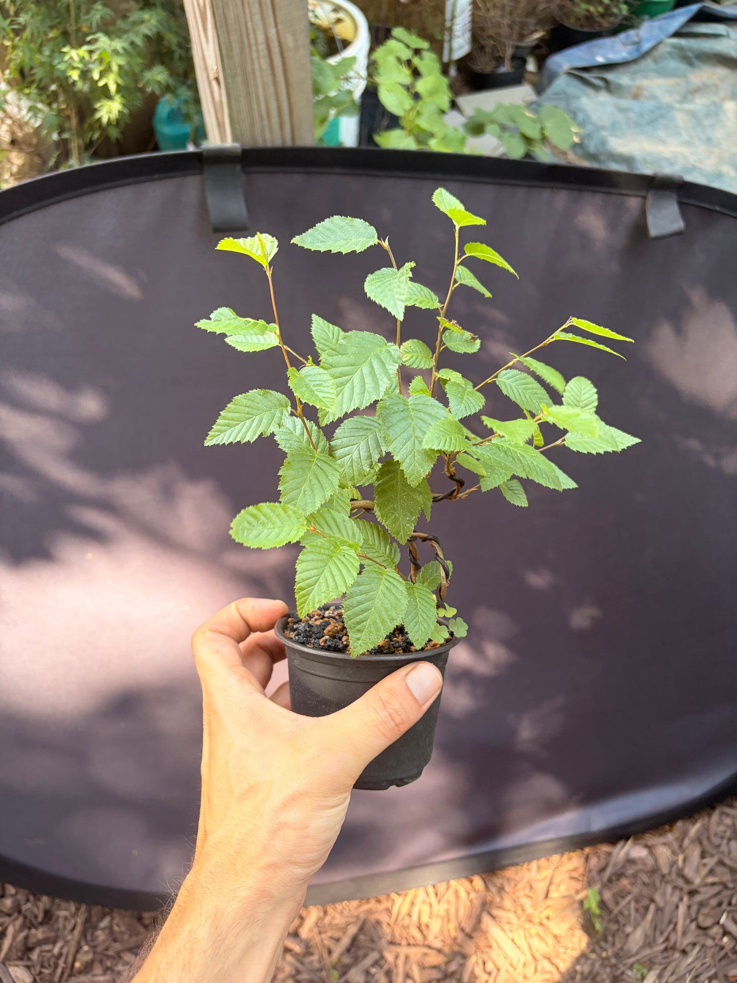 Korean hornbeam