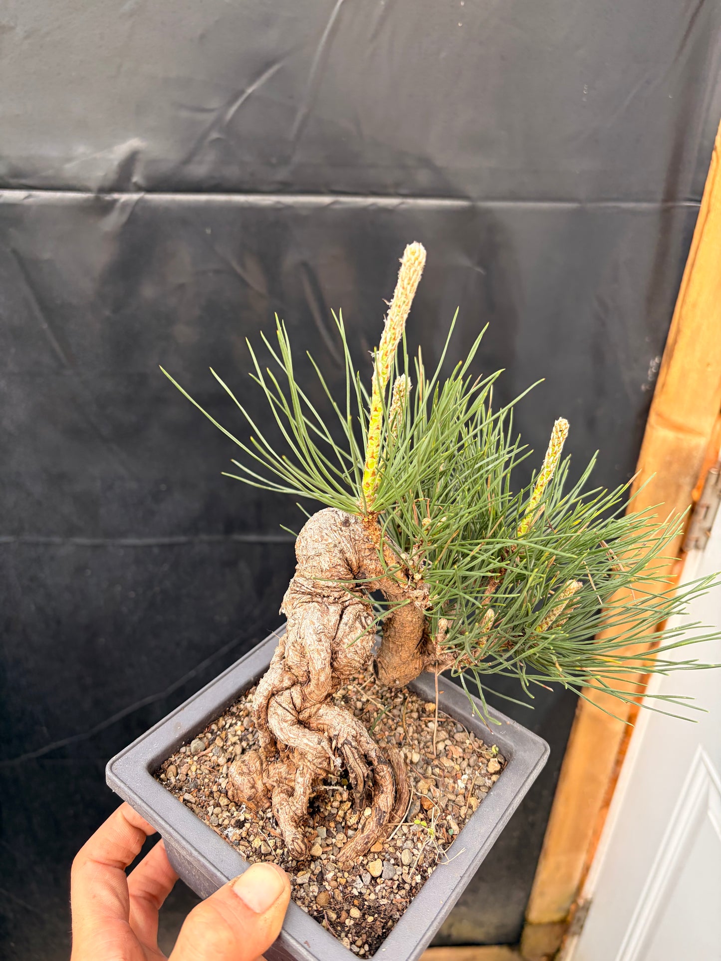 Japanese black pine
