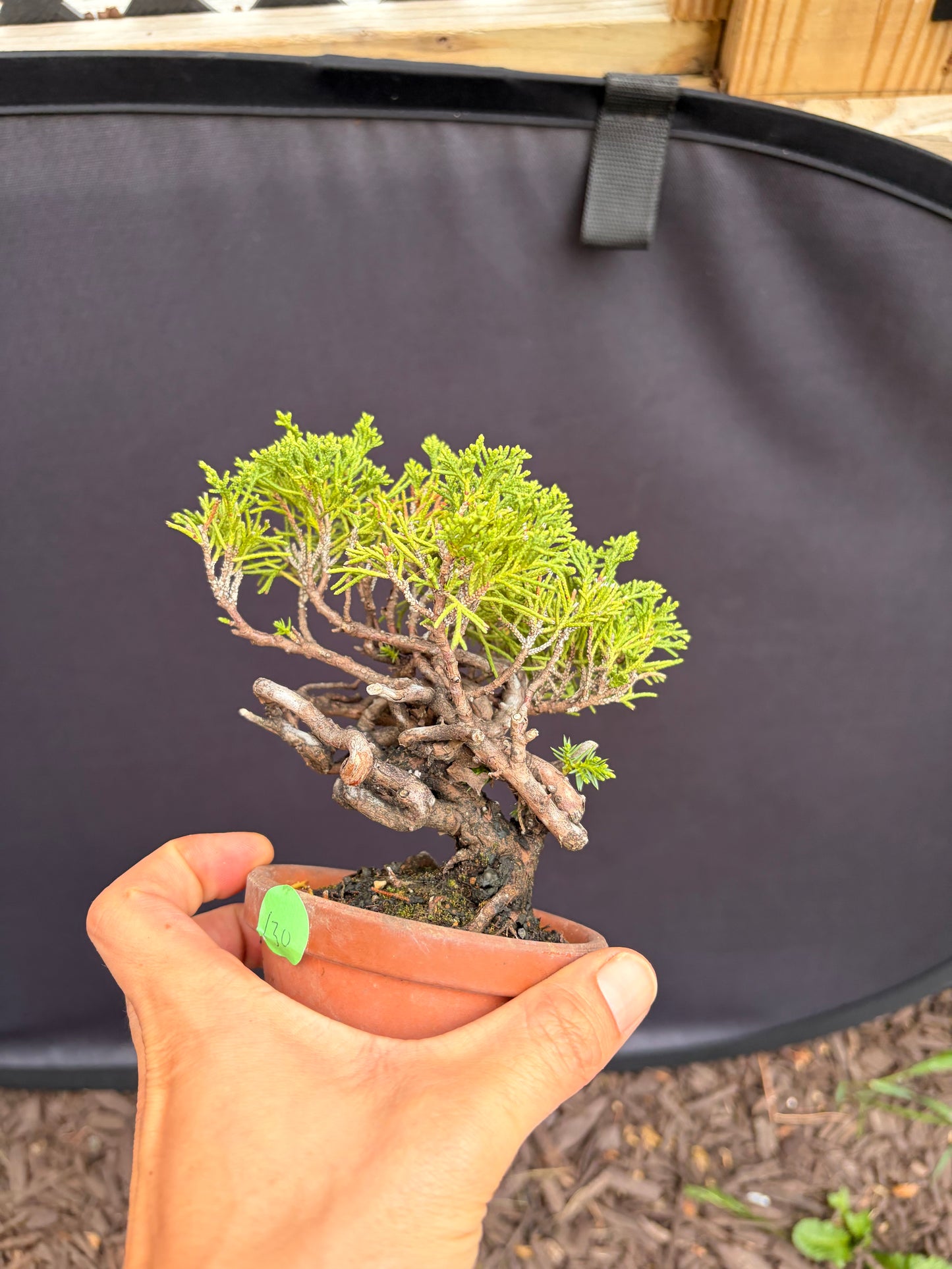 Shimpaku juniper