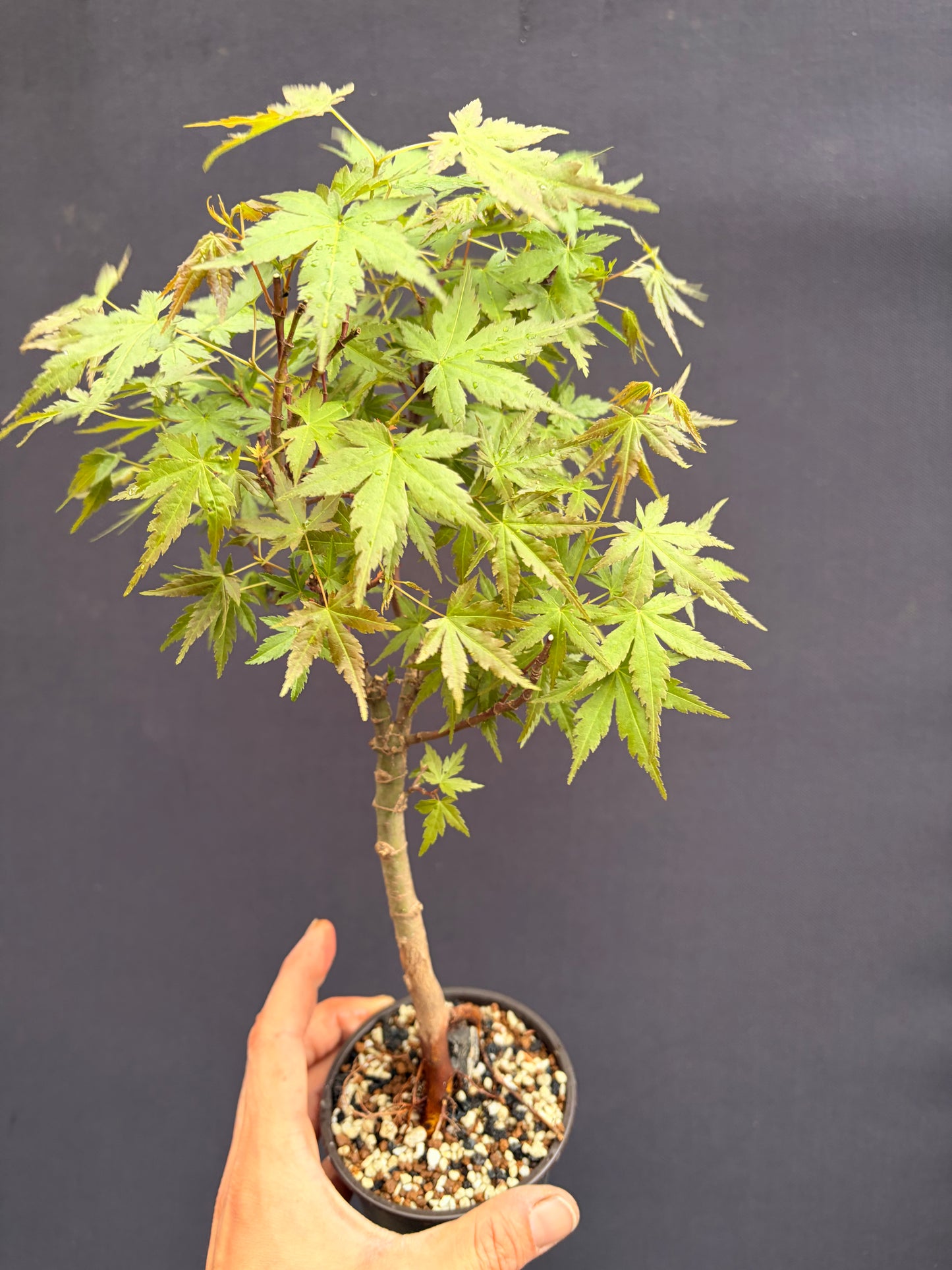 Dwarf Japanese maple over rock