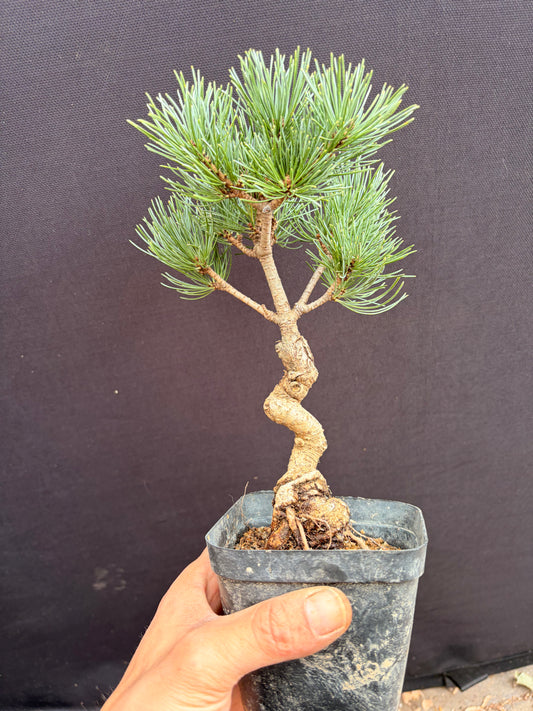 Japanese white pine on black pine