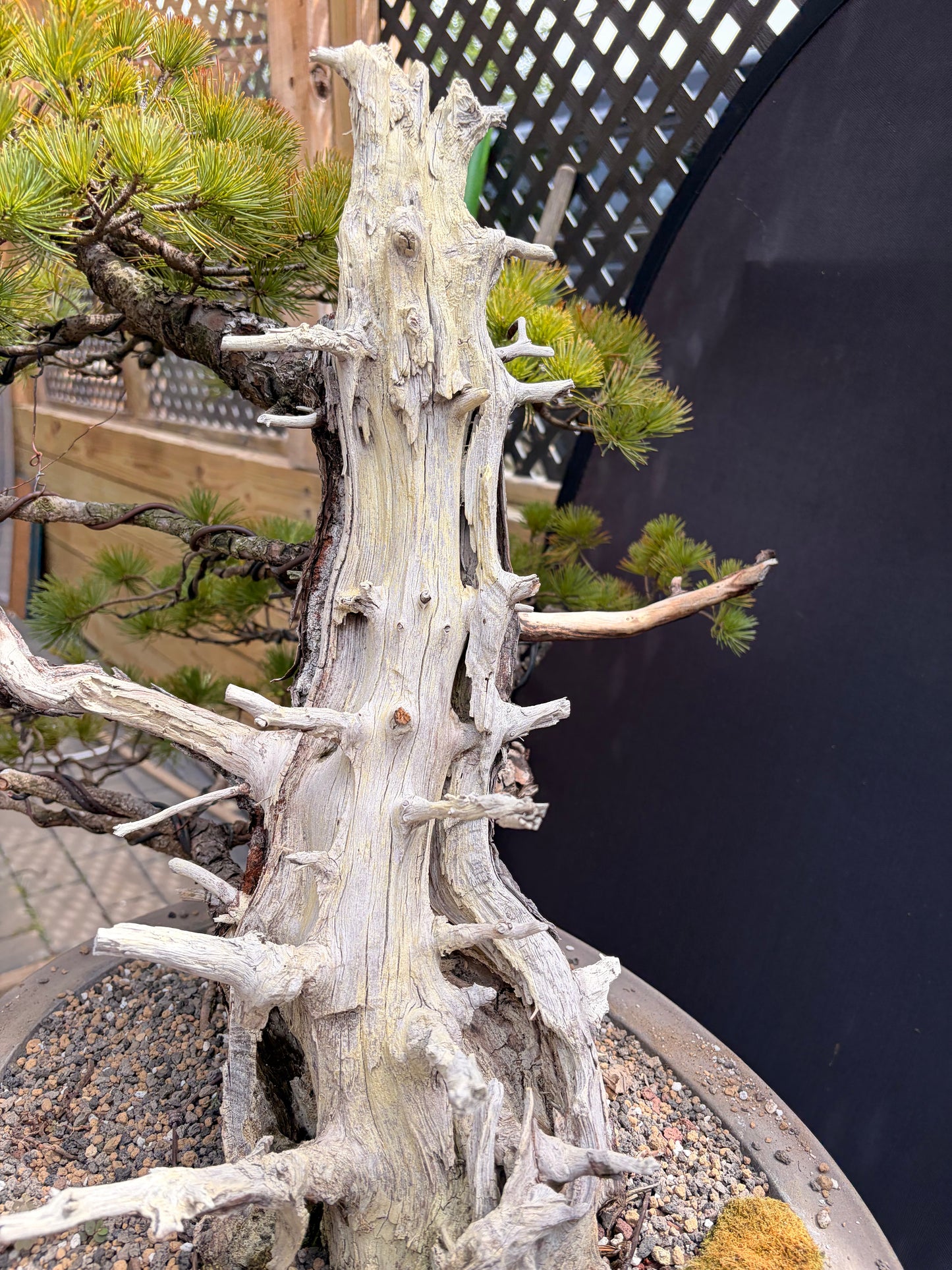 Japanese white pine ungrafted